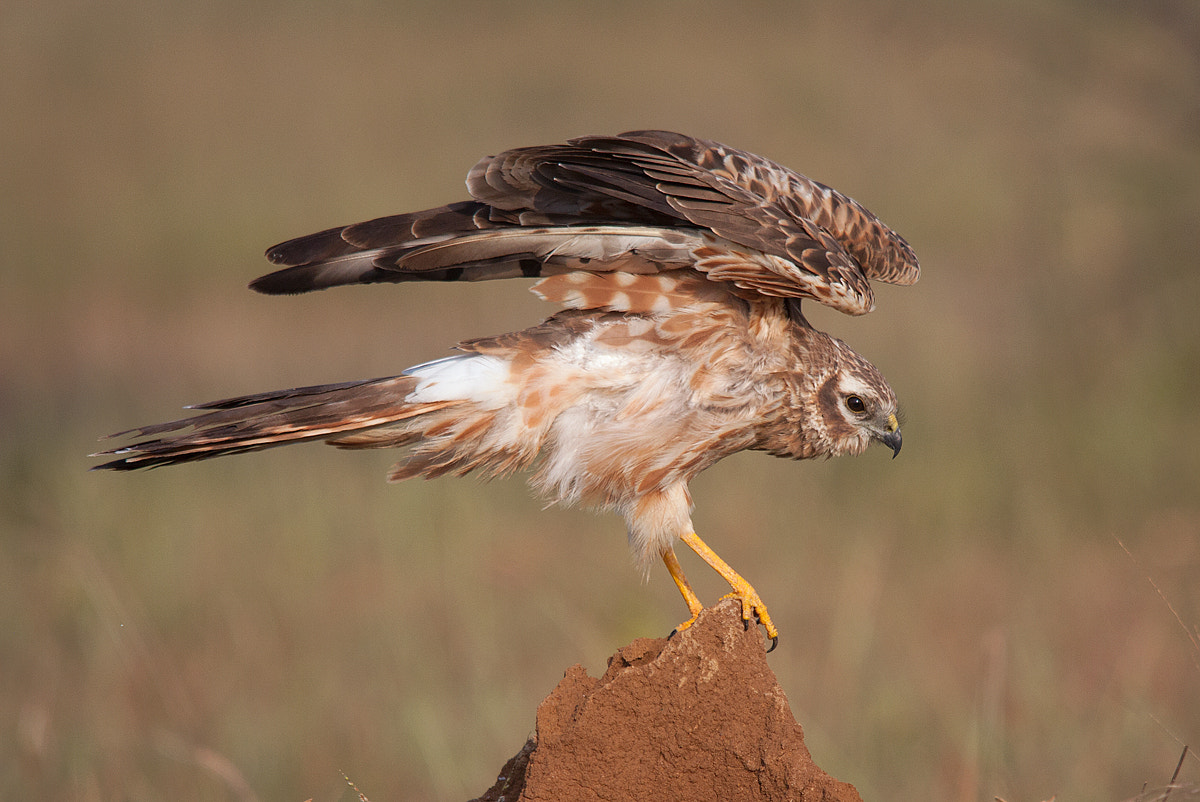 Sigma 150-500mm F5-6.3 DG OS HSM sample photo. Montagu's harrier - female photography