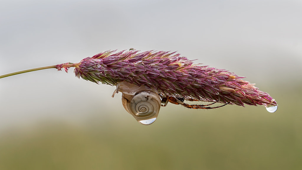 Canon EF 100mm F2.8 Macro USM sample photo. Quando... photography