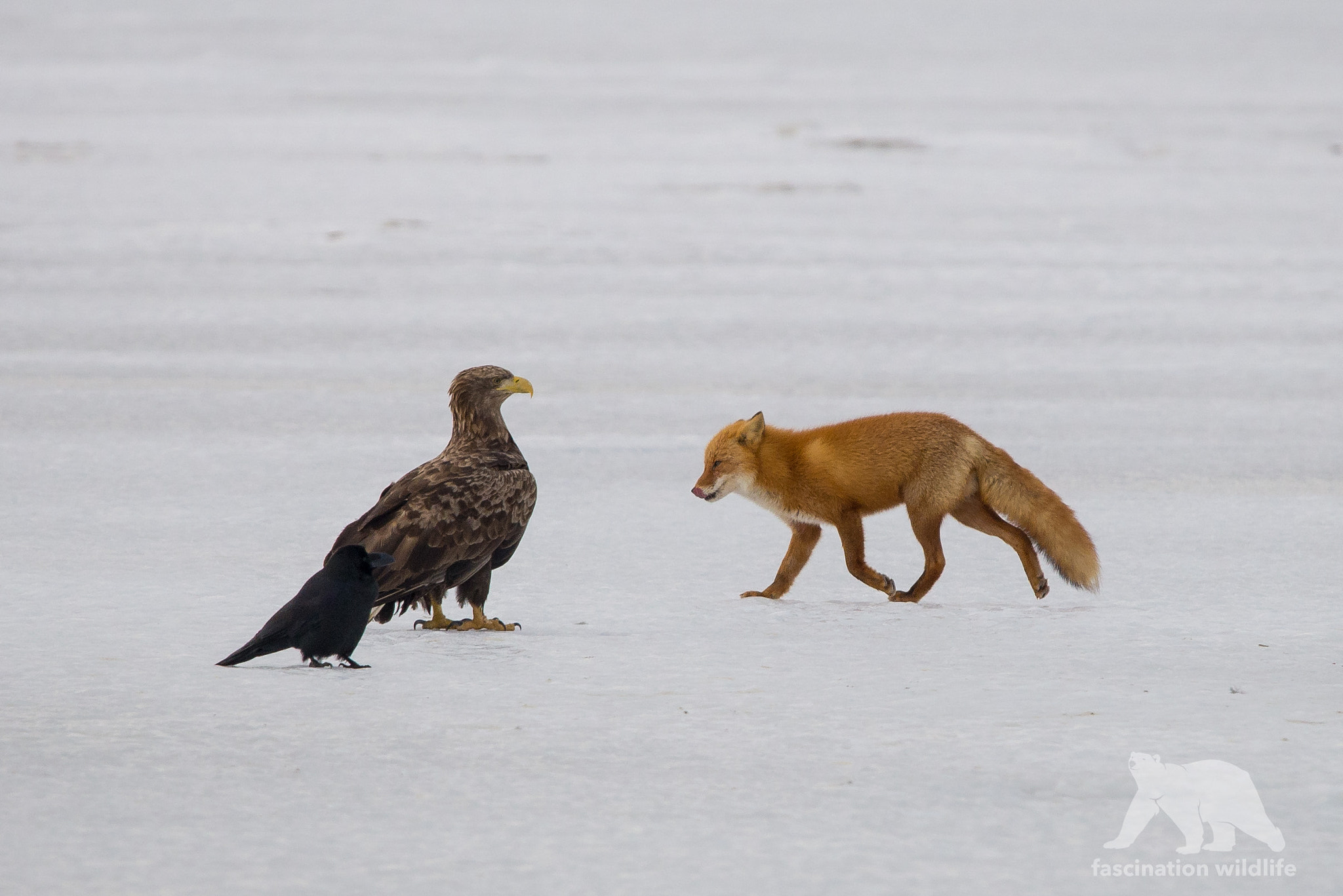 Sigma 150-600mm F5-6.3 DG OS HSM | S sample photo. Raven, eagle  & fox photography