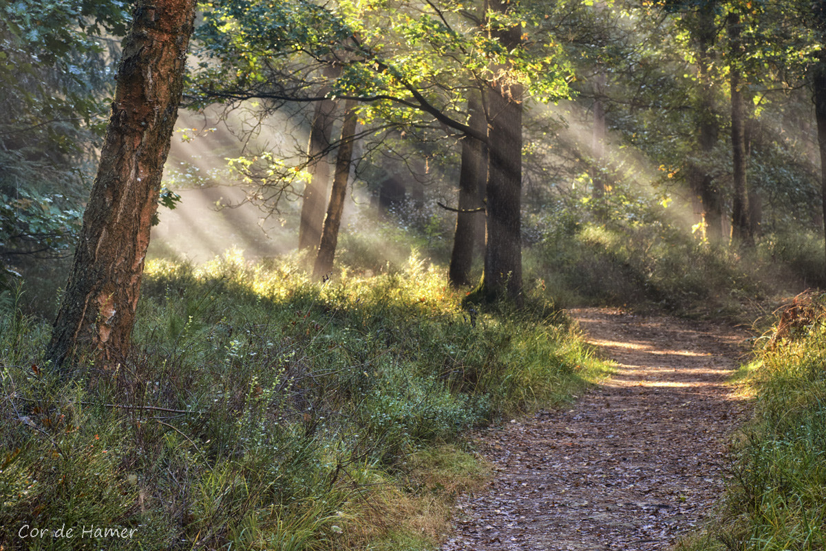 Sony SLT-A77 + Tamron SP AF 90mm F2.8 Di Macro sample photo. Path to light photography