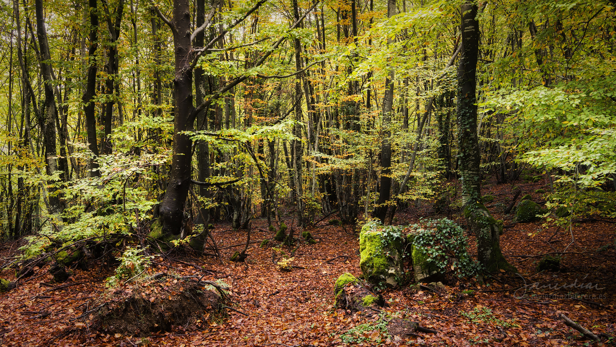 Minolta AF 17-35mm F2.8-4 (D) sample photo. Deep in the forest photography