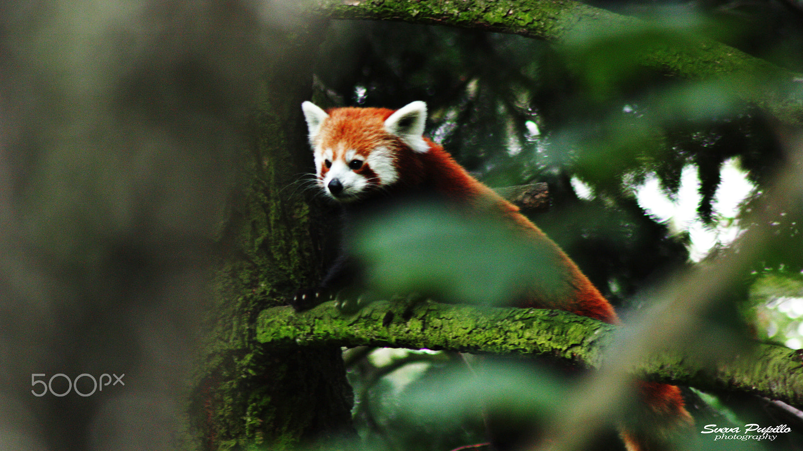 Canon EOS 450D (EOS Rebel XSi / EOS Kiss X2) sample photo. Red panda hiding ● photography