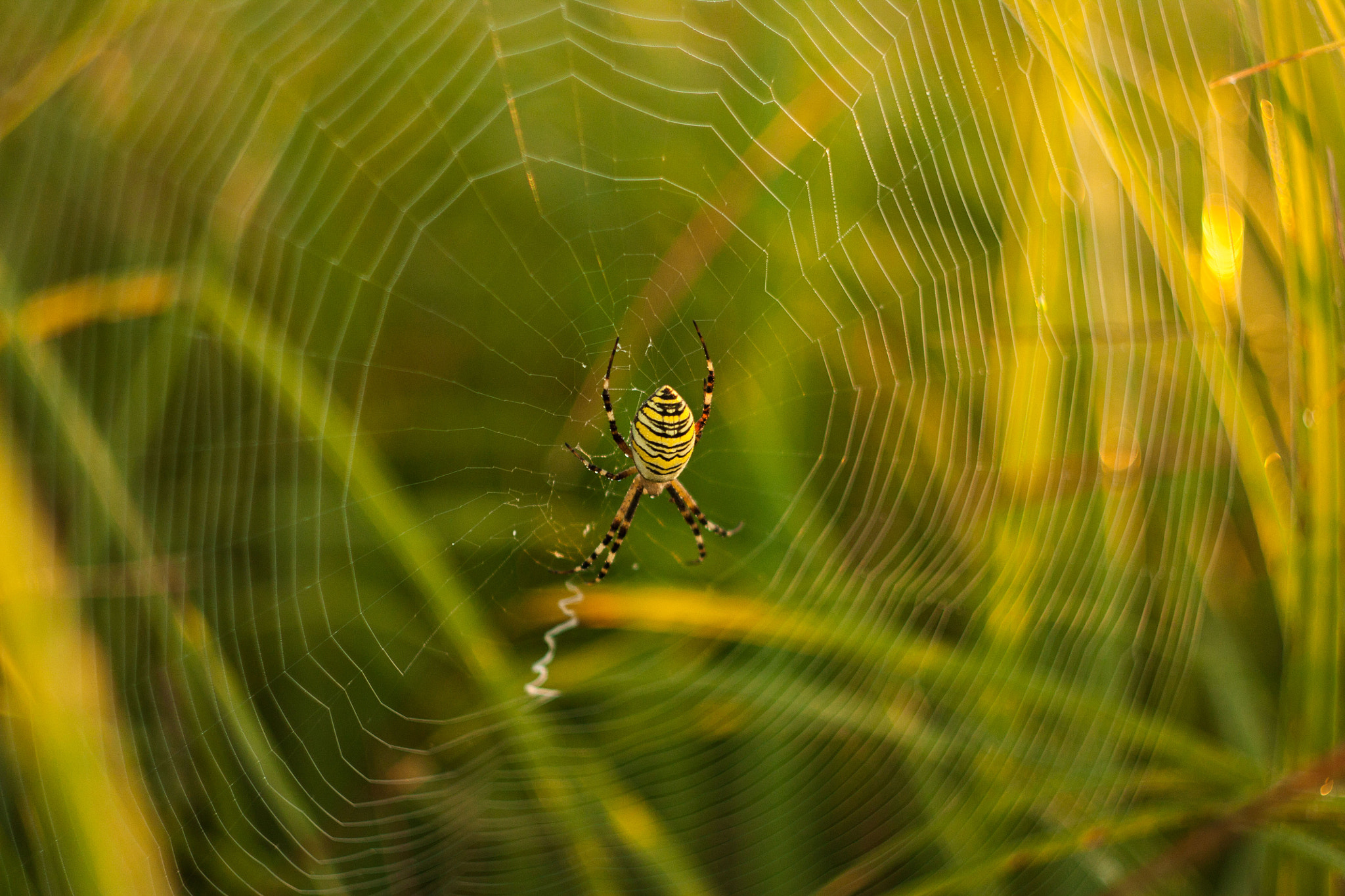 Canon EF 35-80mm f/4-5.6 sample photo. Black and yellow morning photography
