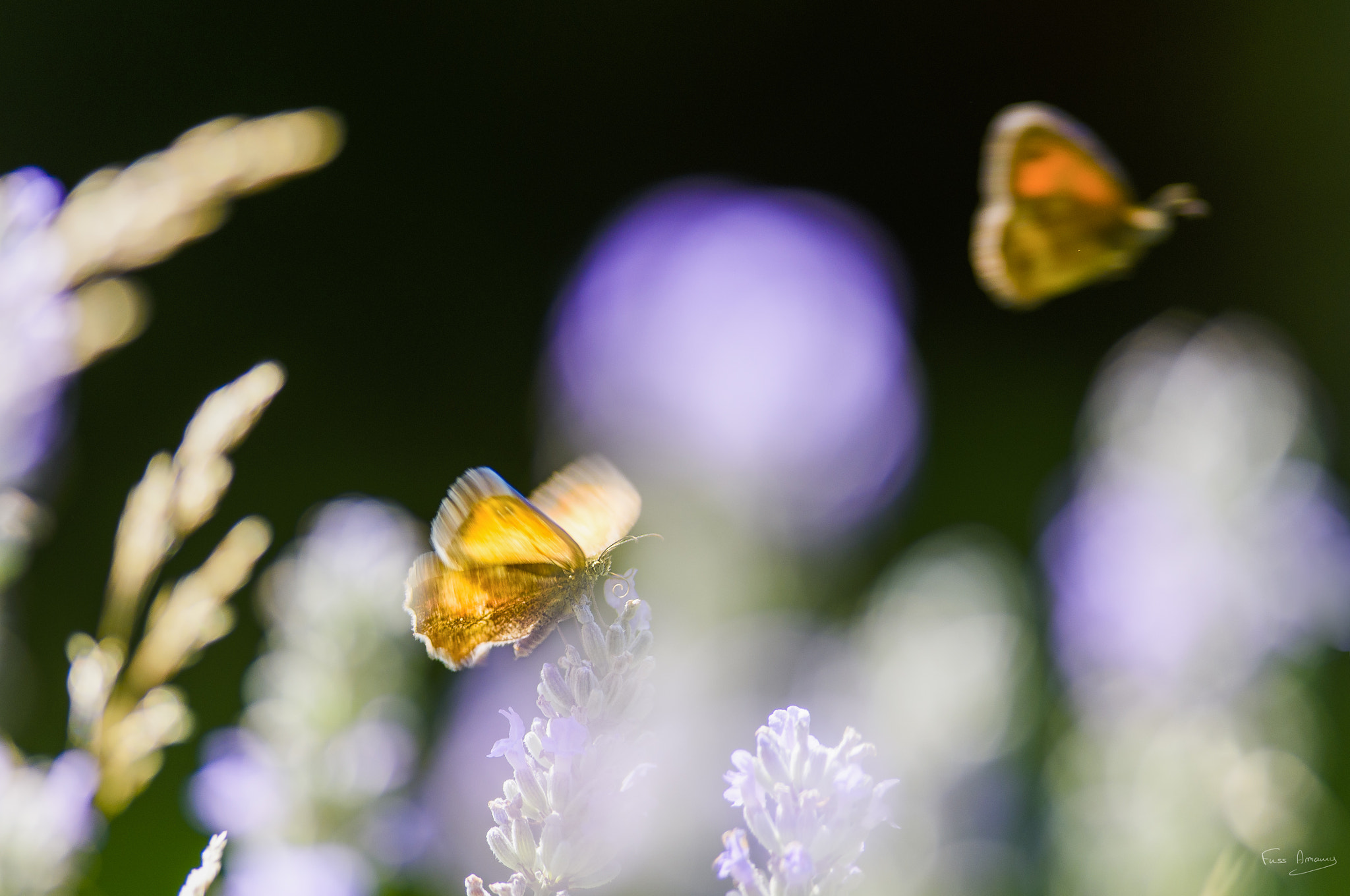 Nikon D810 + Nikon AF-S Nikkor 300mm F4D ED-IF sample photo. Butterfly in the wind photography