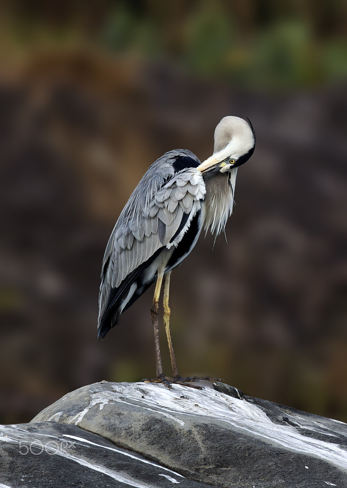 Canon EOS 60D + Canon EF 400mm F5.6L USM sample photo. Grey heron photography