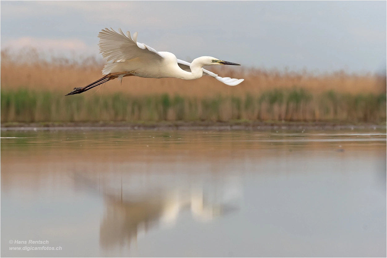 Nikon D4 sample photo. Flugstudie photography