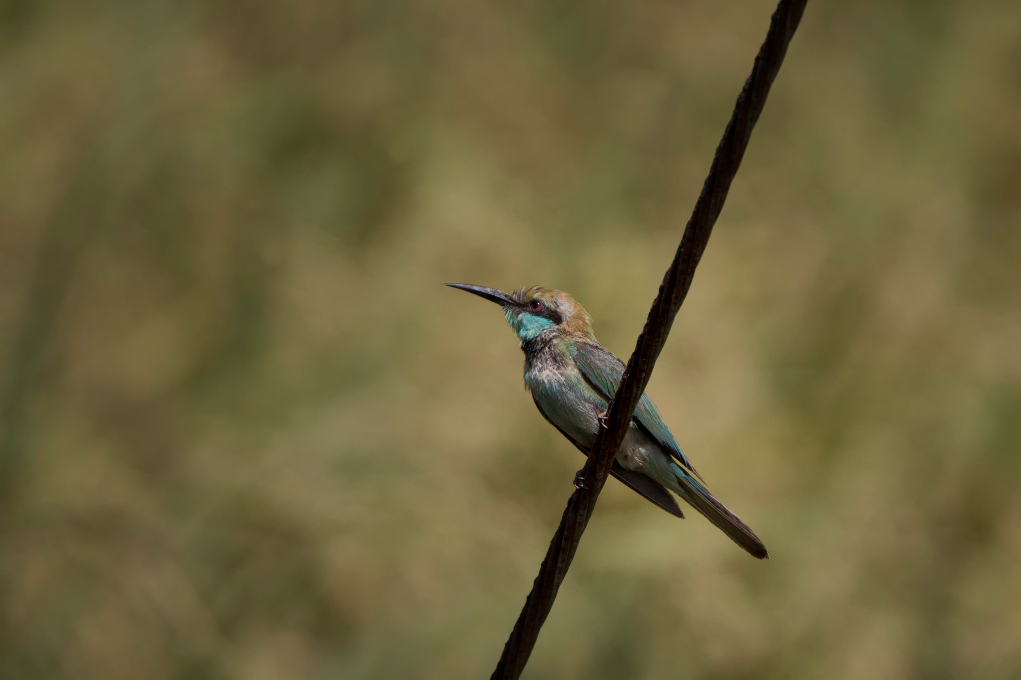 Tamron SP 150-600mm F5-6.3 Di VC USD sample photo. Stay calm photography