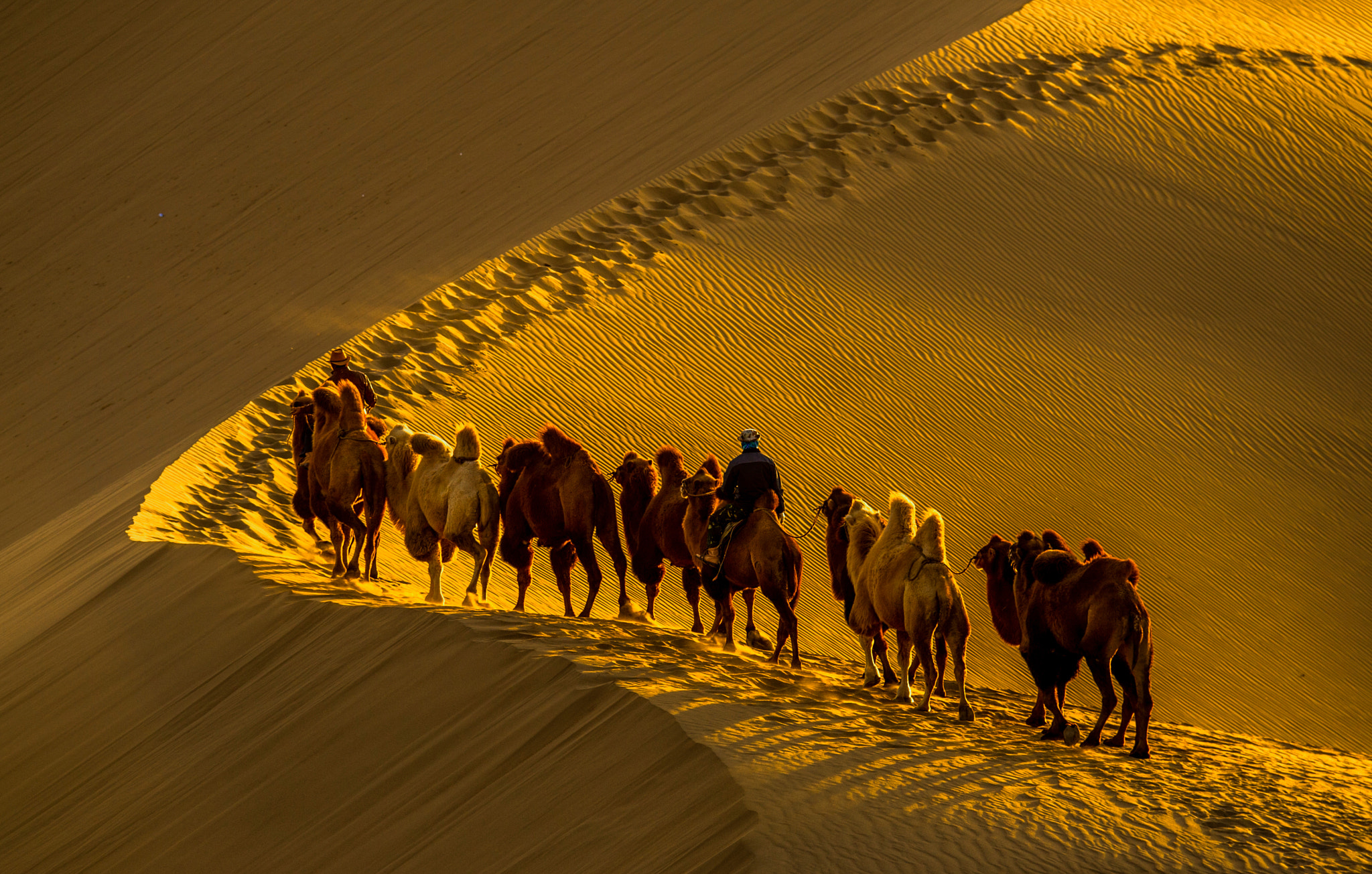 Nikon D3S sample photo. Camel team photography