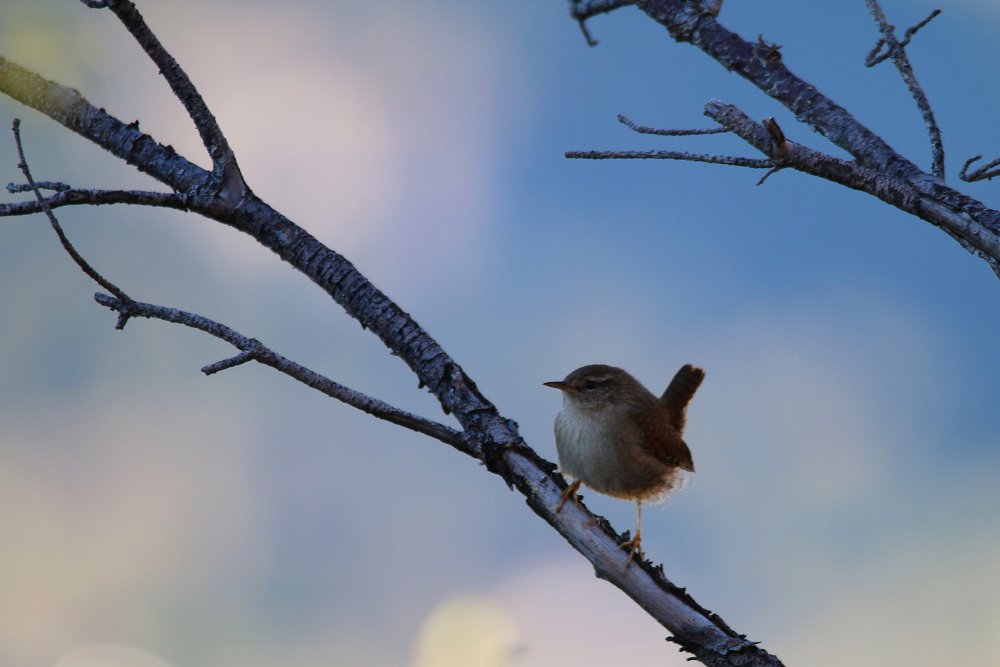 Canon 150-500mm sample photo. Scricciolo photography