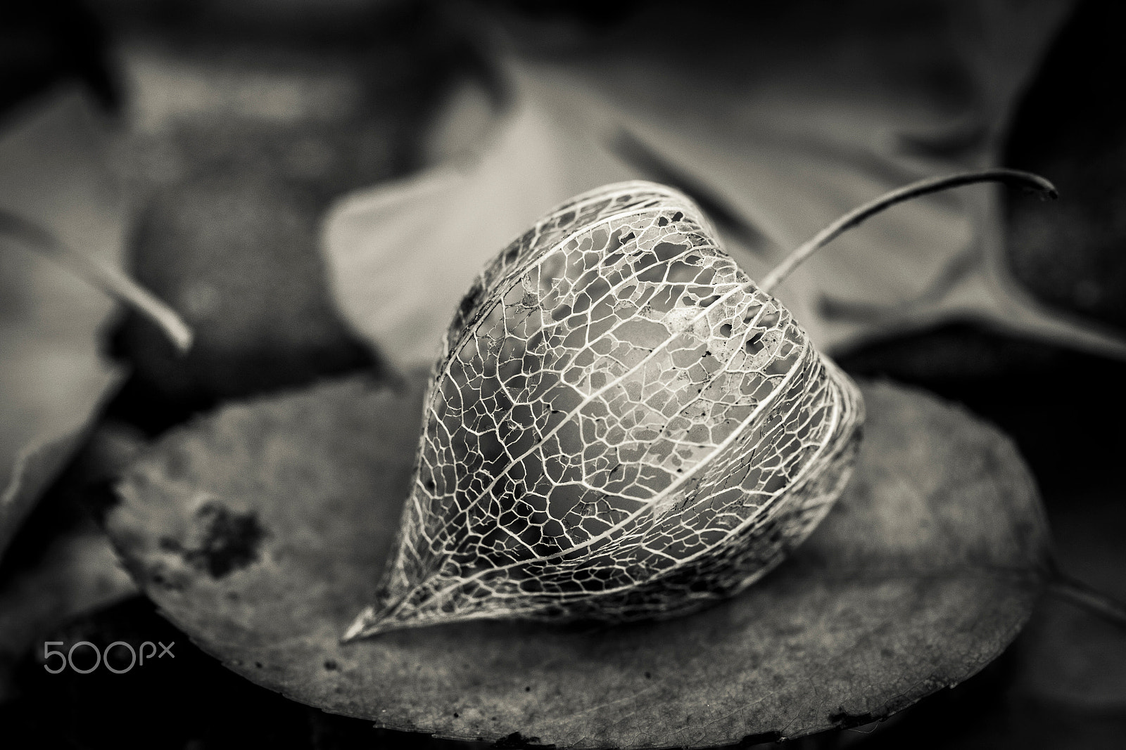 Canon EF 100mm F2.8 Macro USM sample photo. Physalis photography