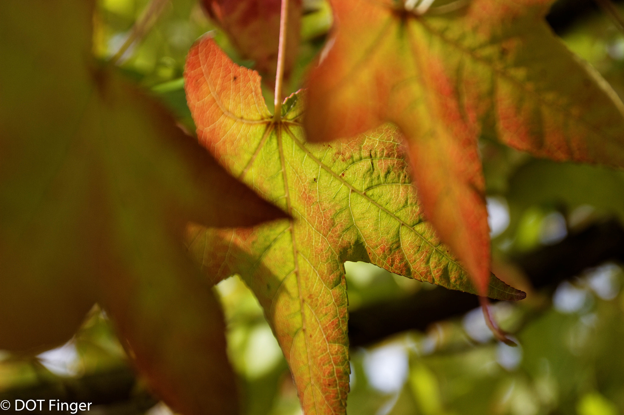 Canon EF 24-70mm F4L IS USM sample photo. Mood of the day photography