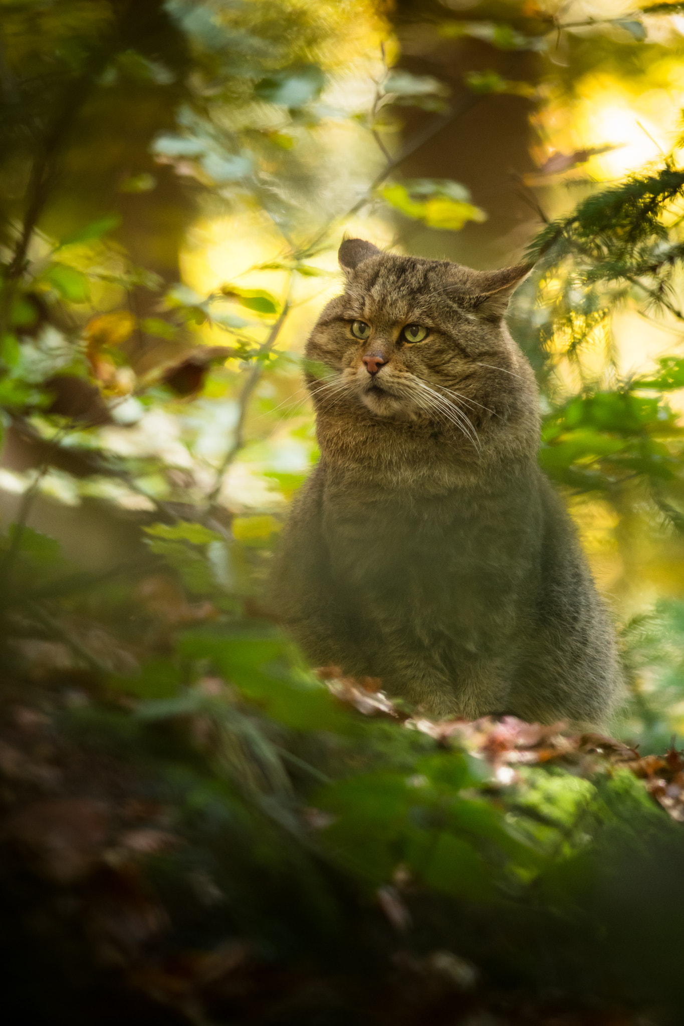 Nikon D500 + Nikon AF-S Nikkor 300mm F4D ED-IF sample photo. European wild cat photography