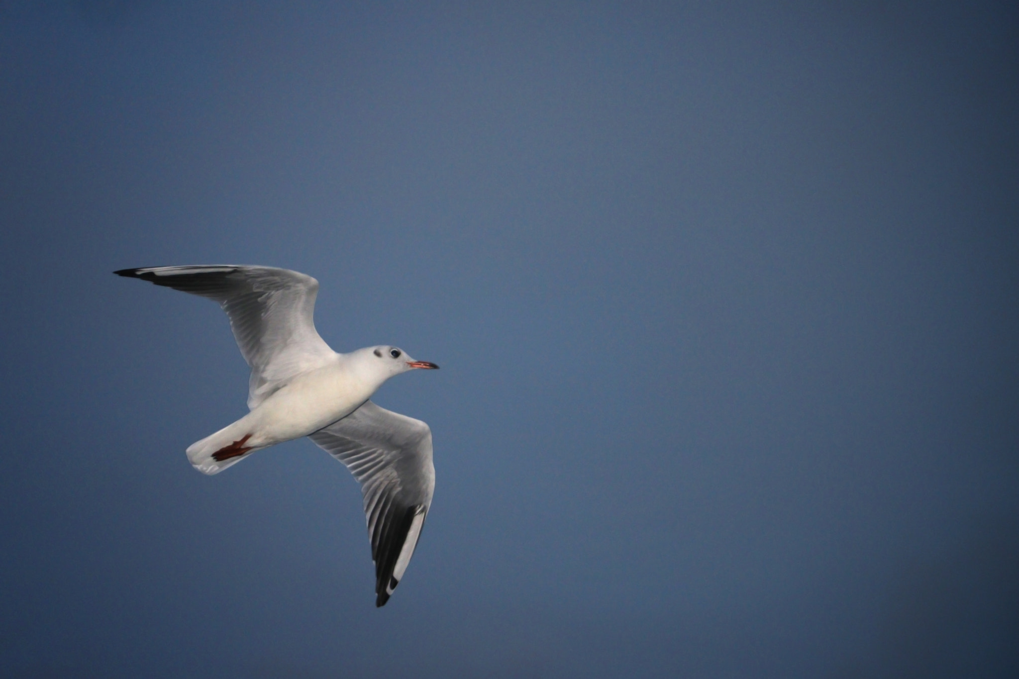 Canon EOS 760D (EOS Rebel T6s / EOS 8000D) sample photo
