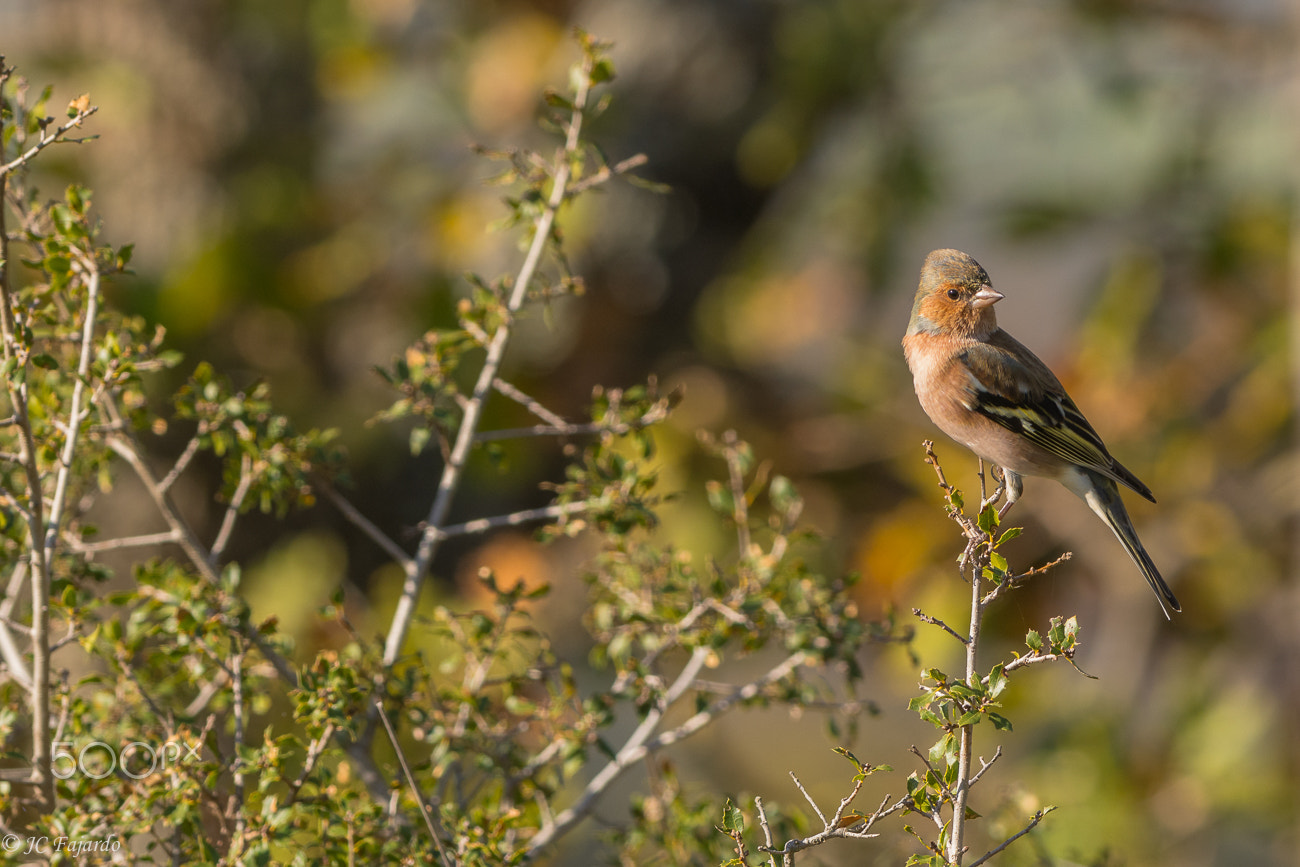 Nikon AF-S Nikkor 300mm F2.8G ED-IF VR sample photo. King of shrub photography