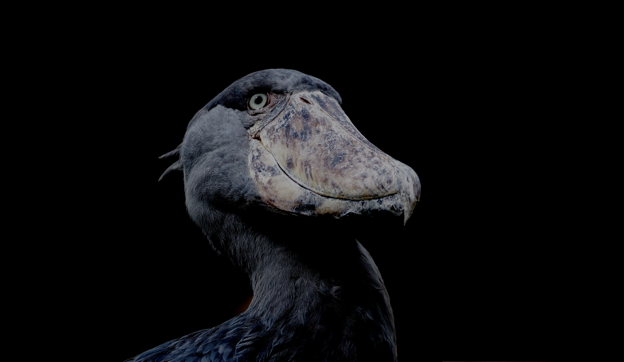 Sony DT 55-200mm F4-5.6 SAM sample photo. Shoebill photography