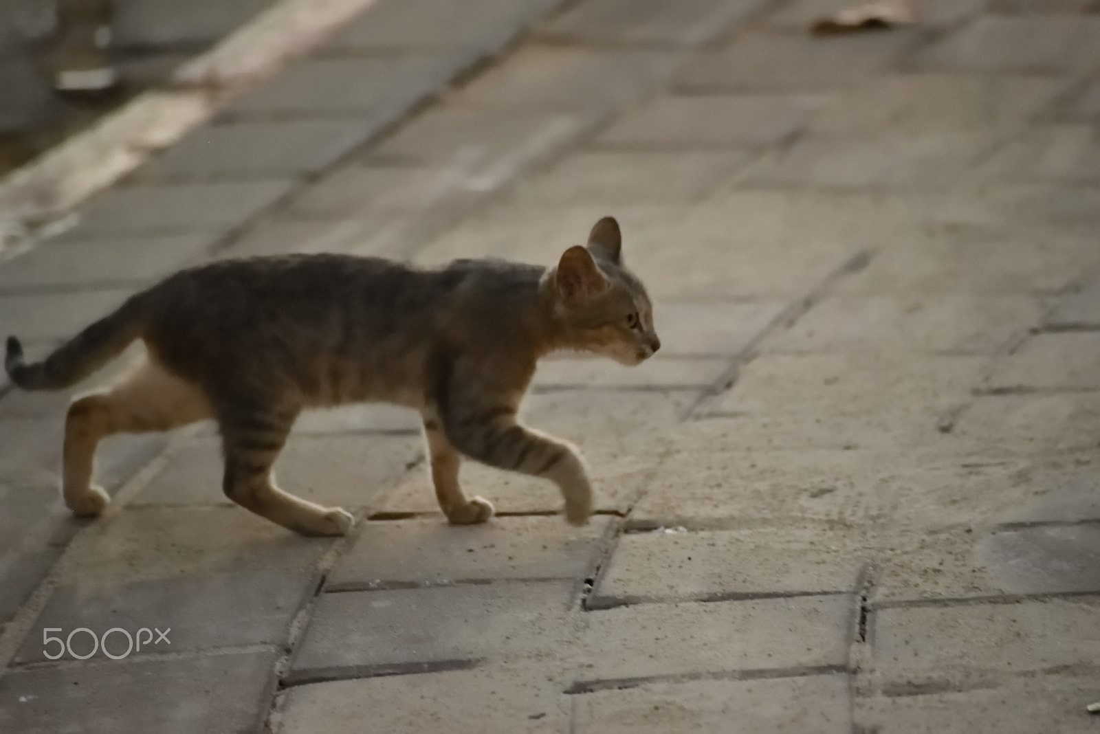 Sigma 70-300mm F4-5.6 APO Macro Super II sample photo. Street kitty - walking photography