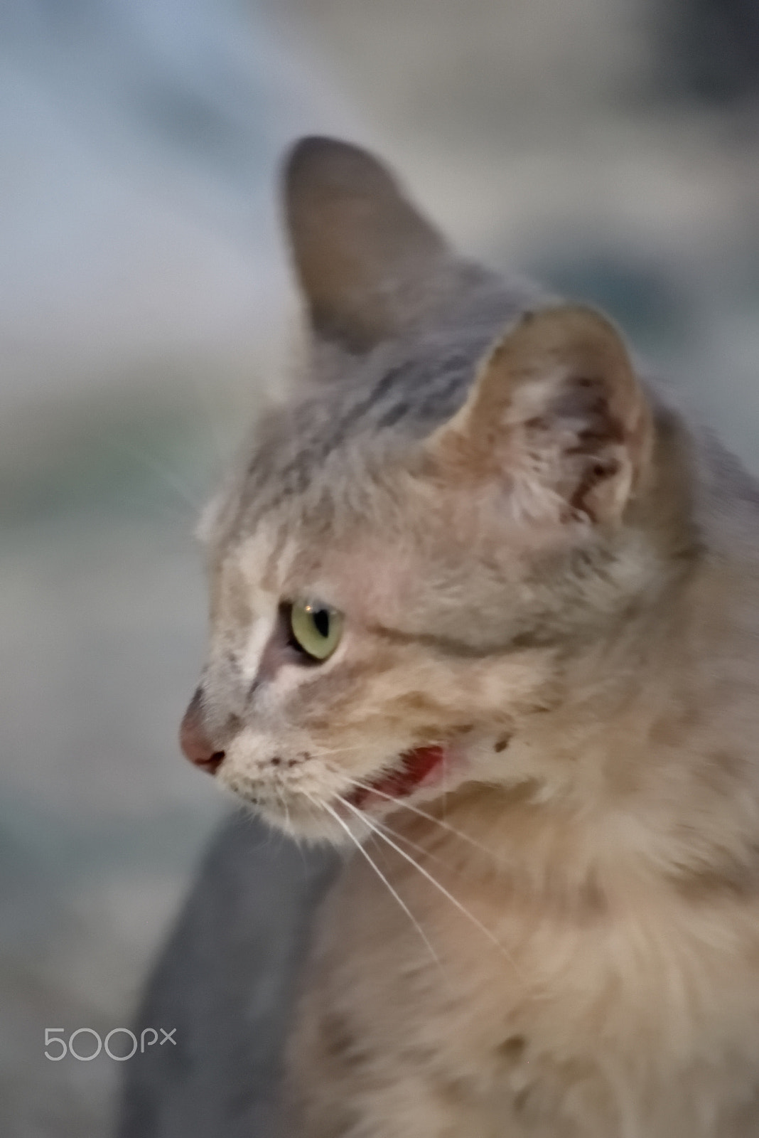Sigma 70-300mm F4-5.6 APO Macro Super II sample photo. Street kitty - looking aside photography