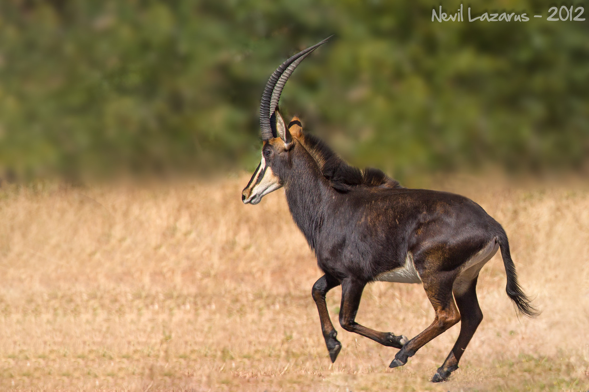 Canon EF 300mm F2.8L IS USM sample photo. Sable antelope photography