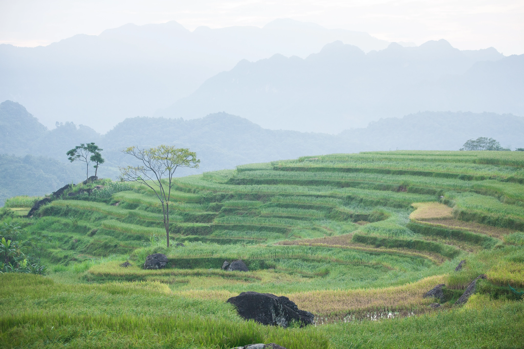 Canon EOS-1Ds Mark III + Canon EF 70-200mm F2.8L IS II USM sample photo. Rice terrace photography
