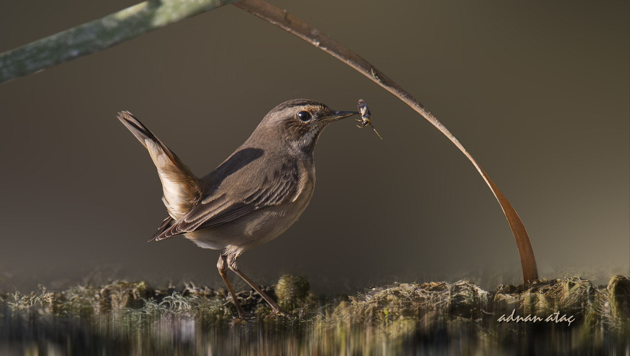 Sigma 150-600mm F5-6.3 DG OS HSM | S sample photo. Mavigerdan - bluethroat - luscinia svecica photography