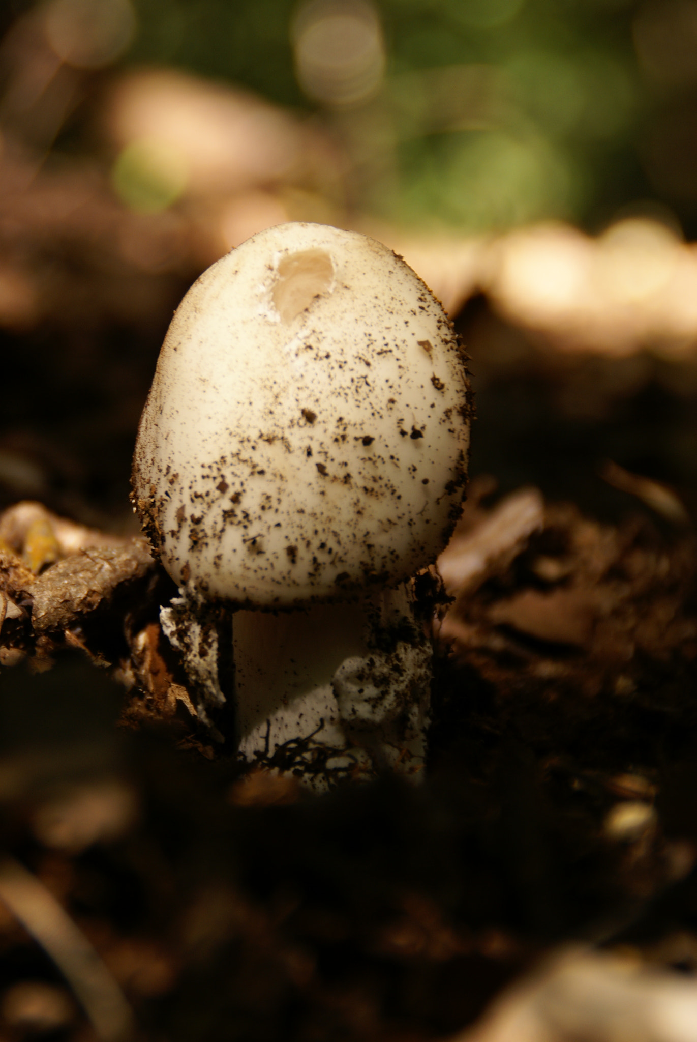 Sony Alpha DSLR-A100 sample photo. Mushroom photography