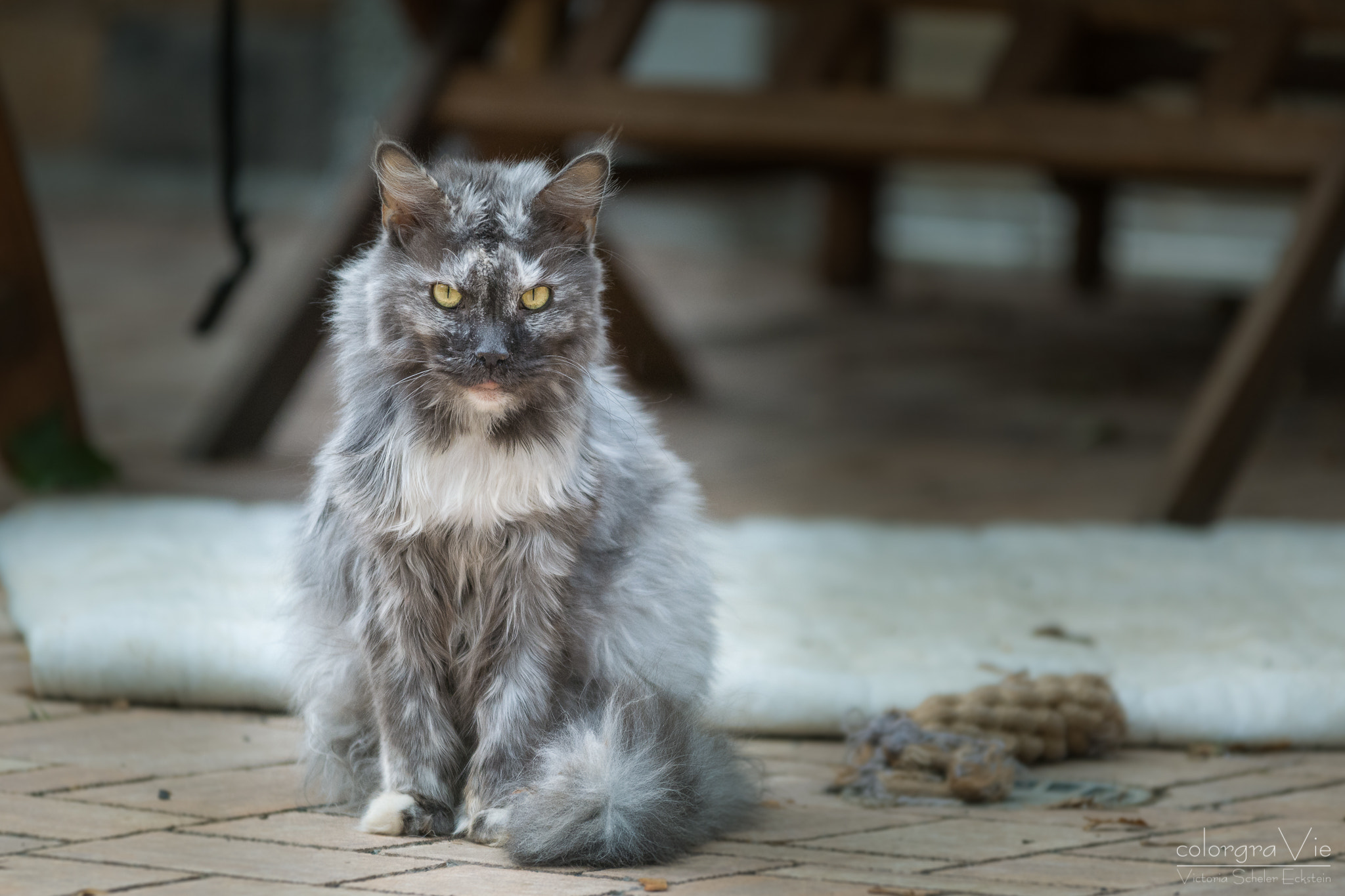 Sigma 70-200mm F2.8 EX DG OS HSM sample photo. Cat photography