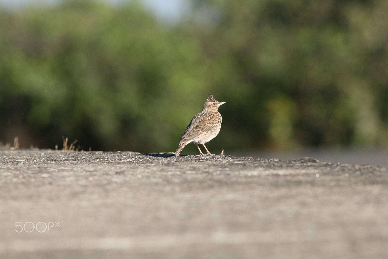 Canon EF 300mm F4L IS USM sample photo. Crested lark photography