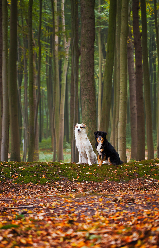 Canon EF 100mm F2.8L Macro IS USM sample photo. Im gespensterwald photography
