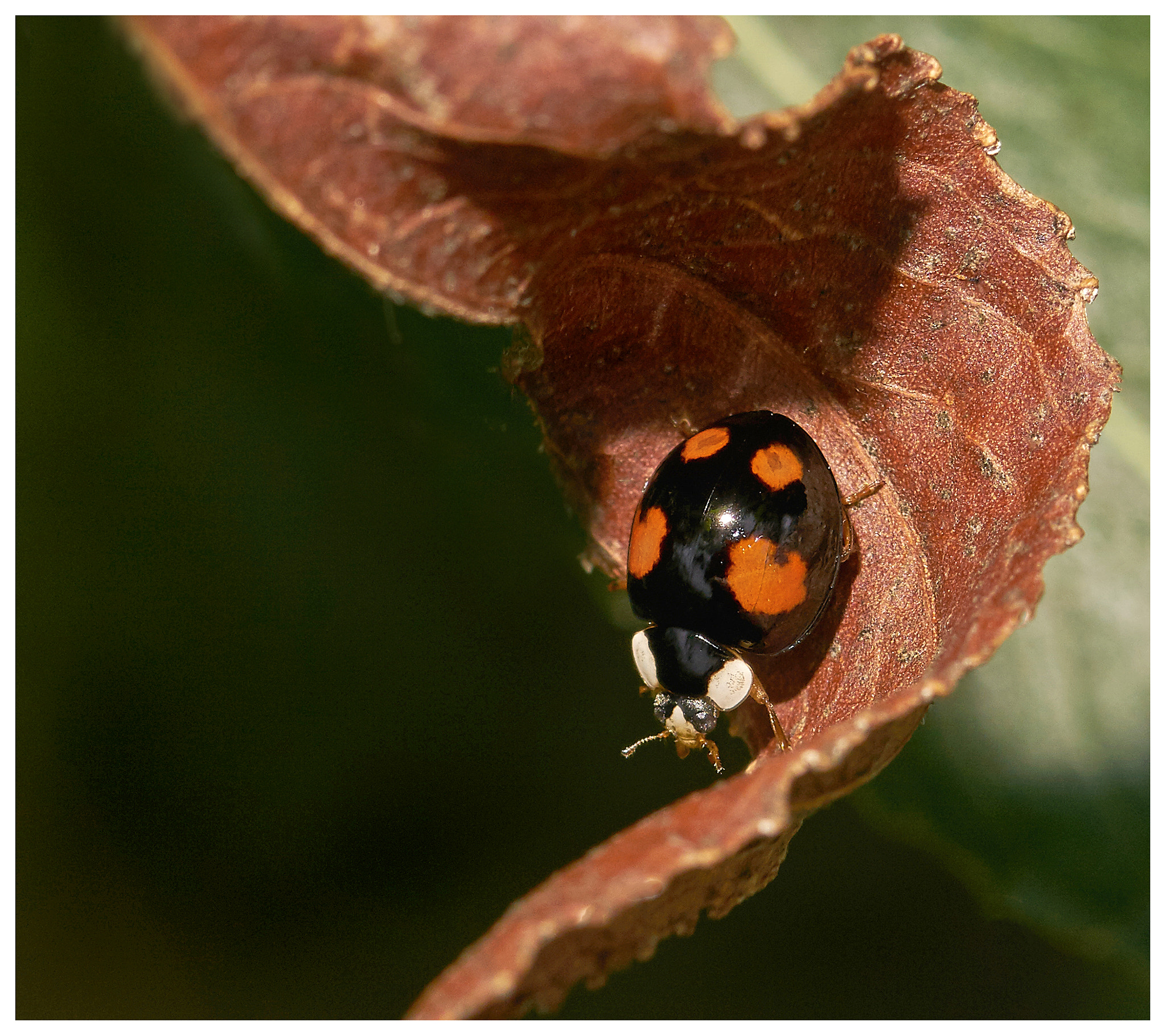 147mm F4 sample photo. Black ladybird photography