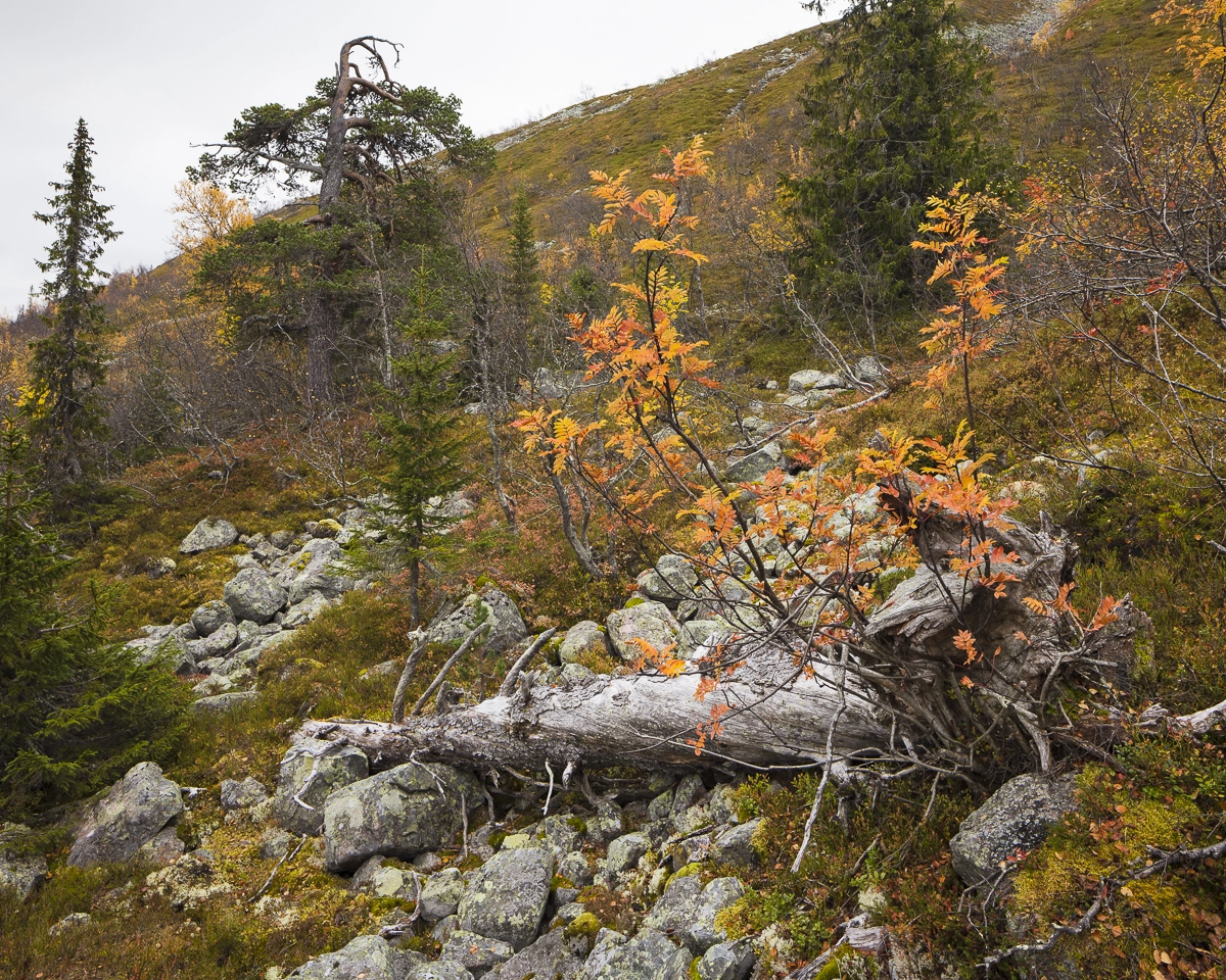 Canon TS-E 24.0mm f/3.5 L II sample photo. Fulufjället höst v photography