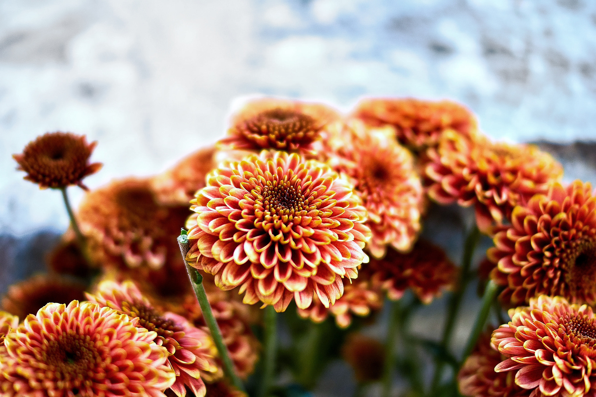 Sony SLT-A58 + Sony DT 35mm F1.8 SAM sample photo. Flowers photography