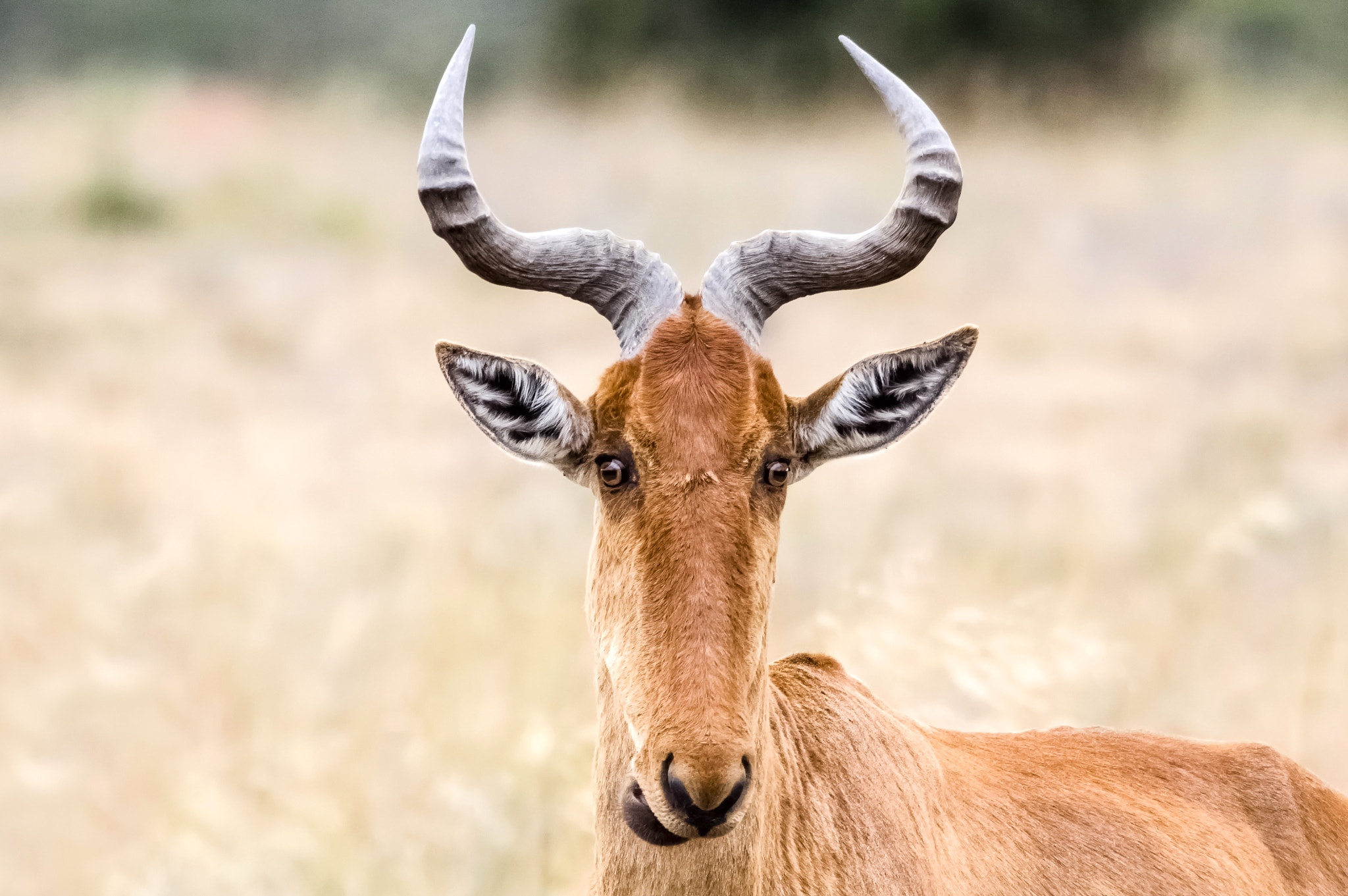 Pentax K-3 II sample photo. Funny antelope photography