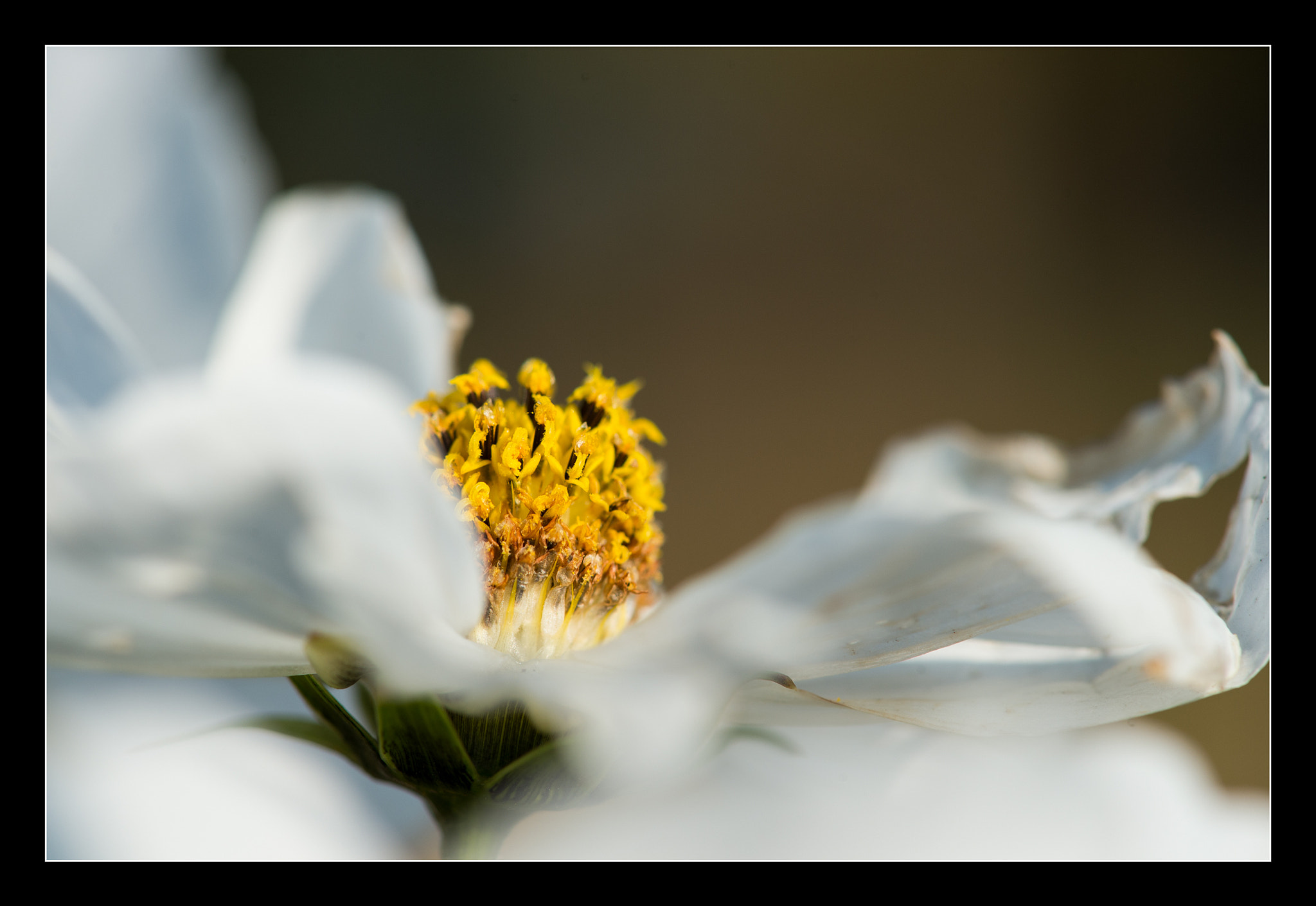 Nikon D4S sample photo. Last flowers of the year. photography