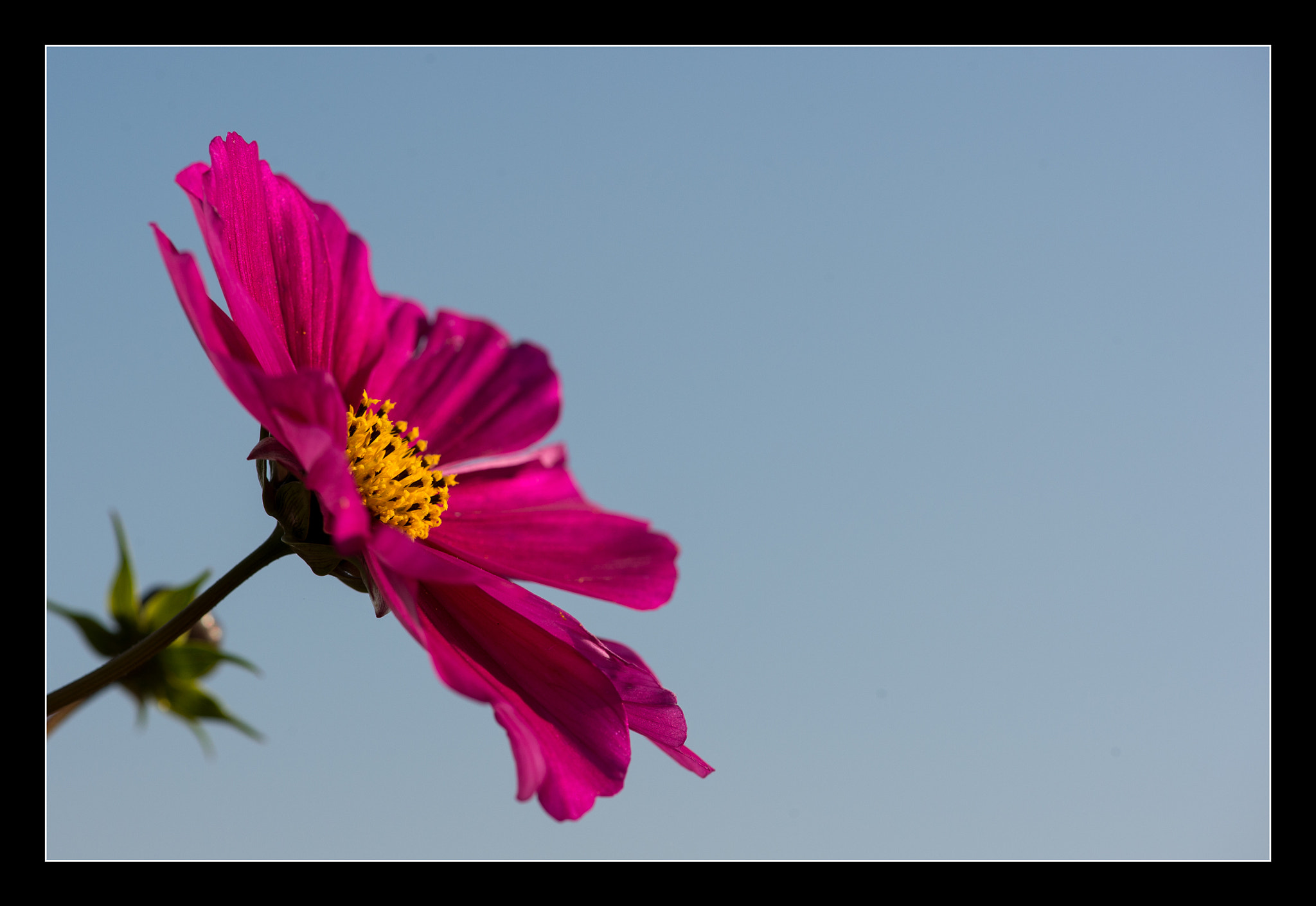 Nikon D4S sample photo. Last flowers of the year. photography