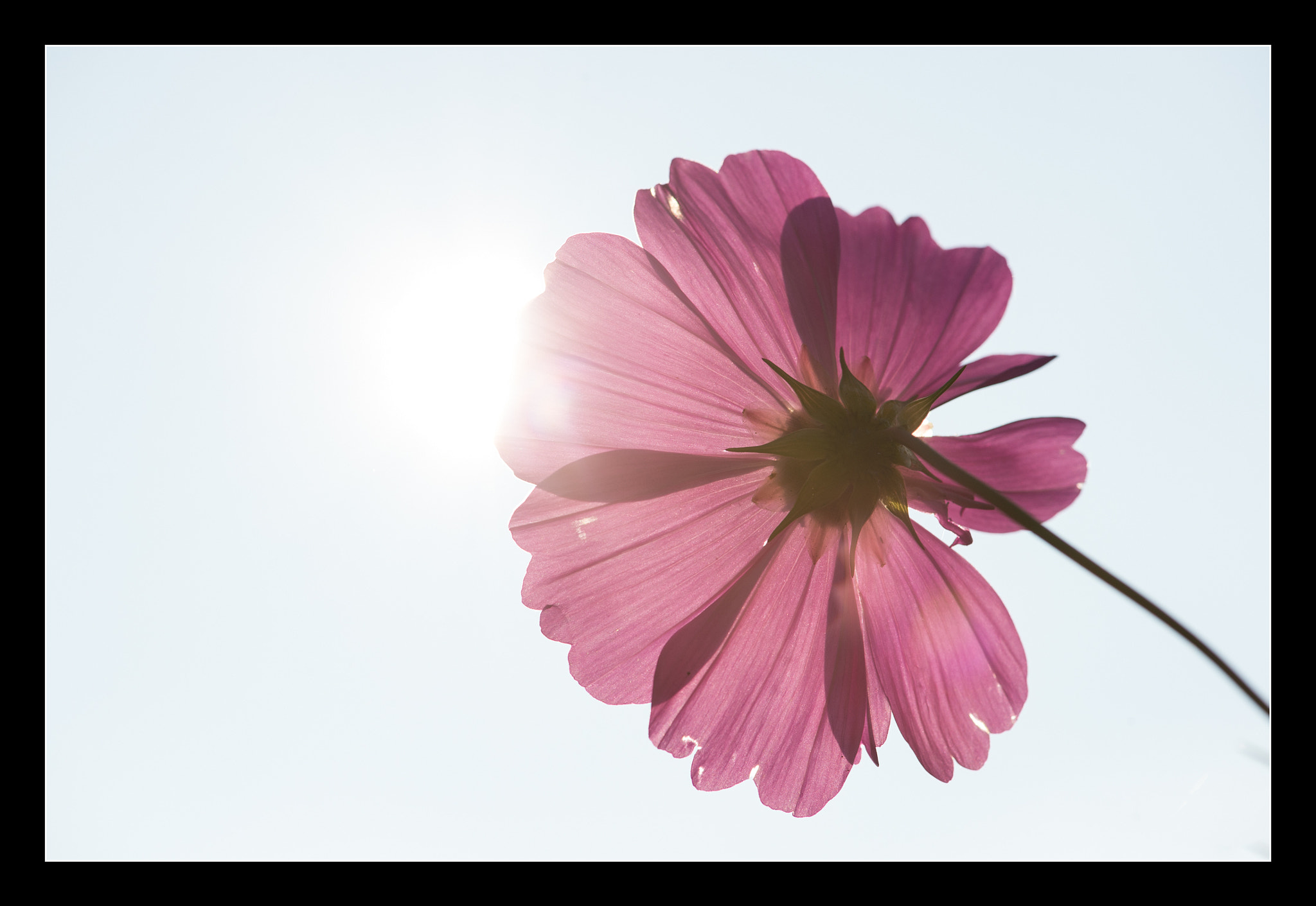 Nikon D4S sample photo. Last flowers of the year. photography
