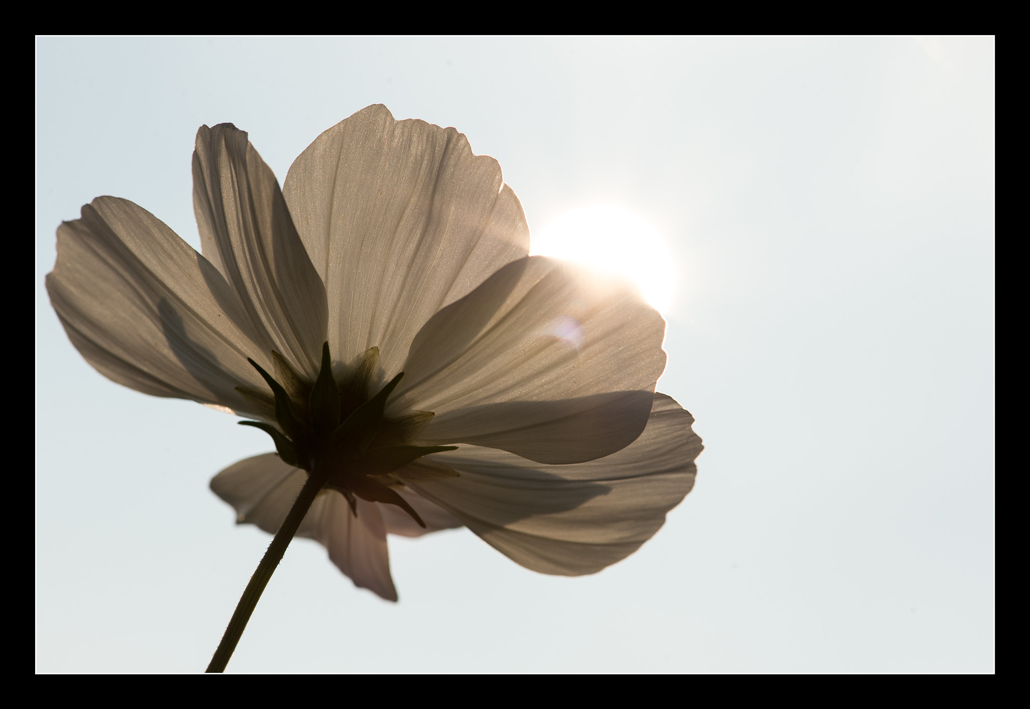 Nikon D4S sample photo. Last flowers of the year. photography