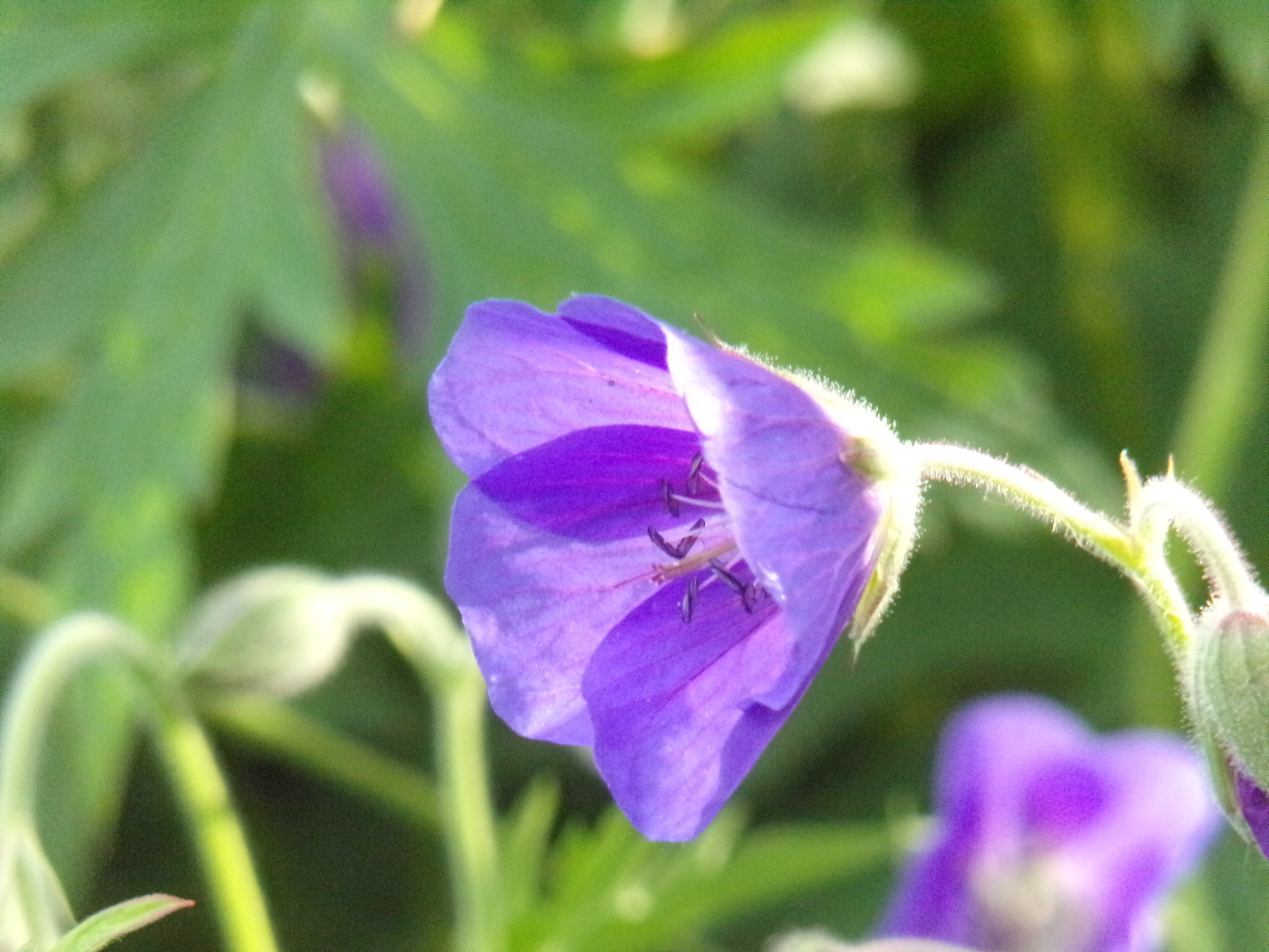 JK KODAK PIXPRO AZ421 sample photo. Purple flower ! photography