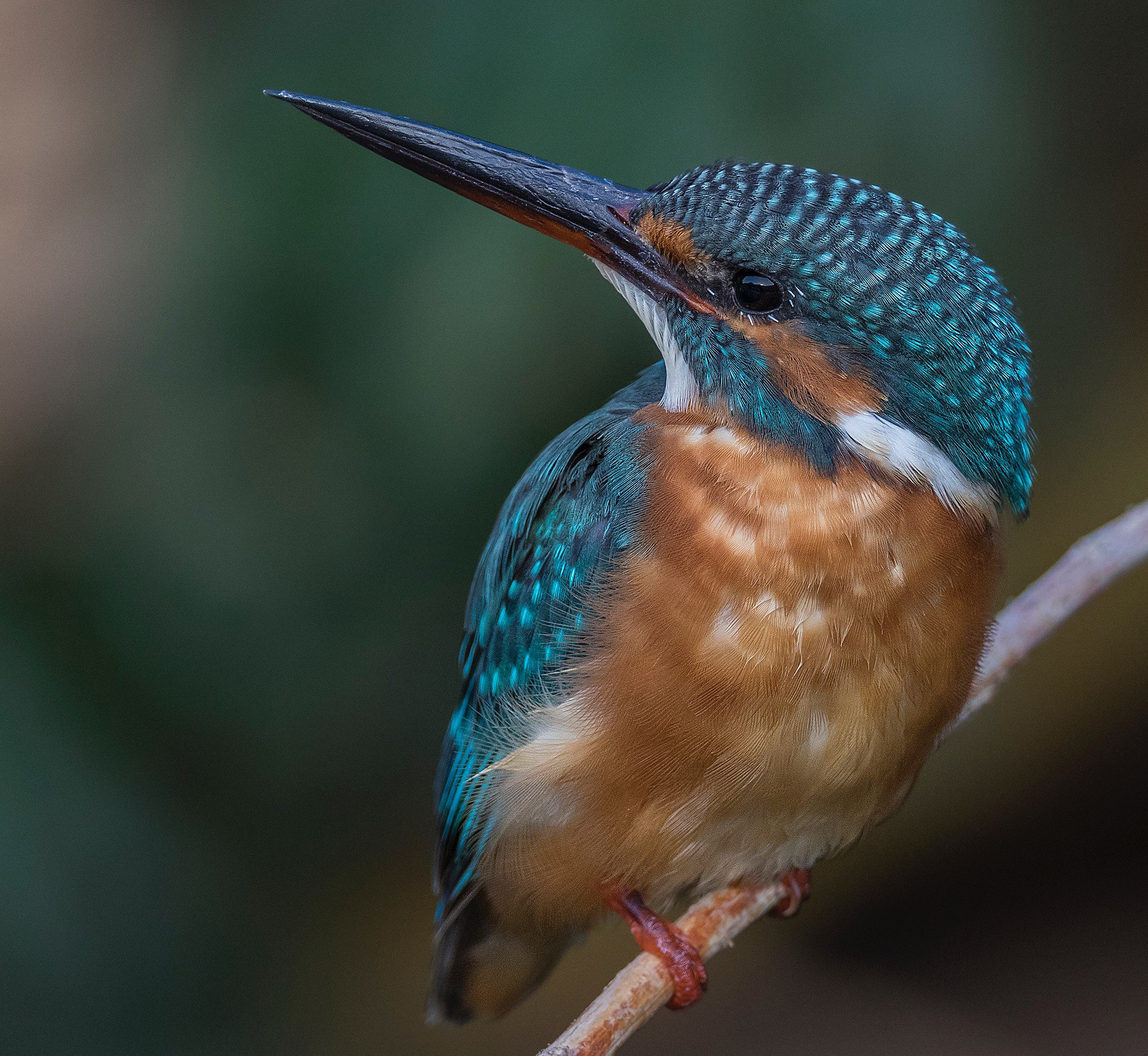Canon EOS 7D Mark II + Canon EF 800mm F5.6L IS USM sample photo. Common kingfisher photography