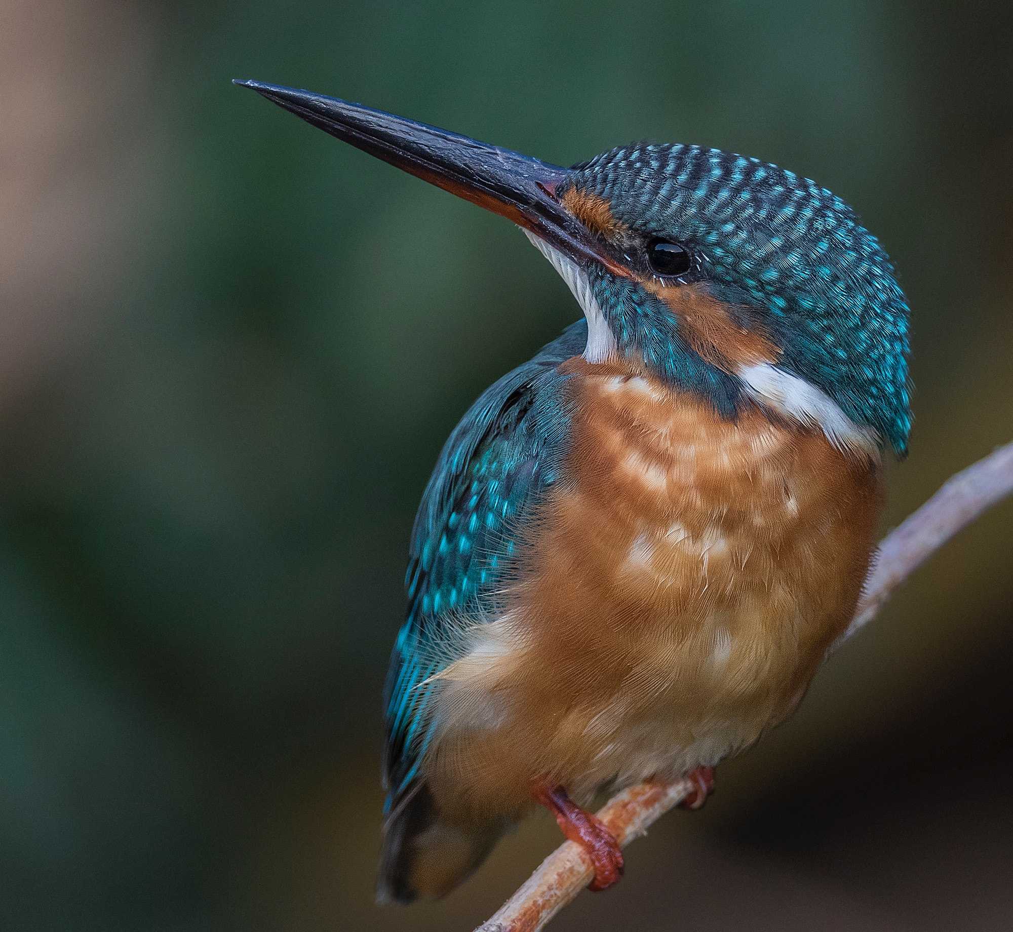 Canon EF 800mm F5.6L IS USM sample photo. Common kingfisher photography