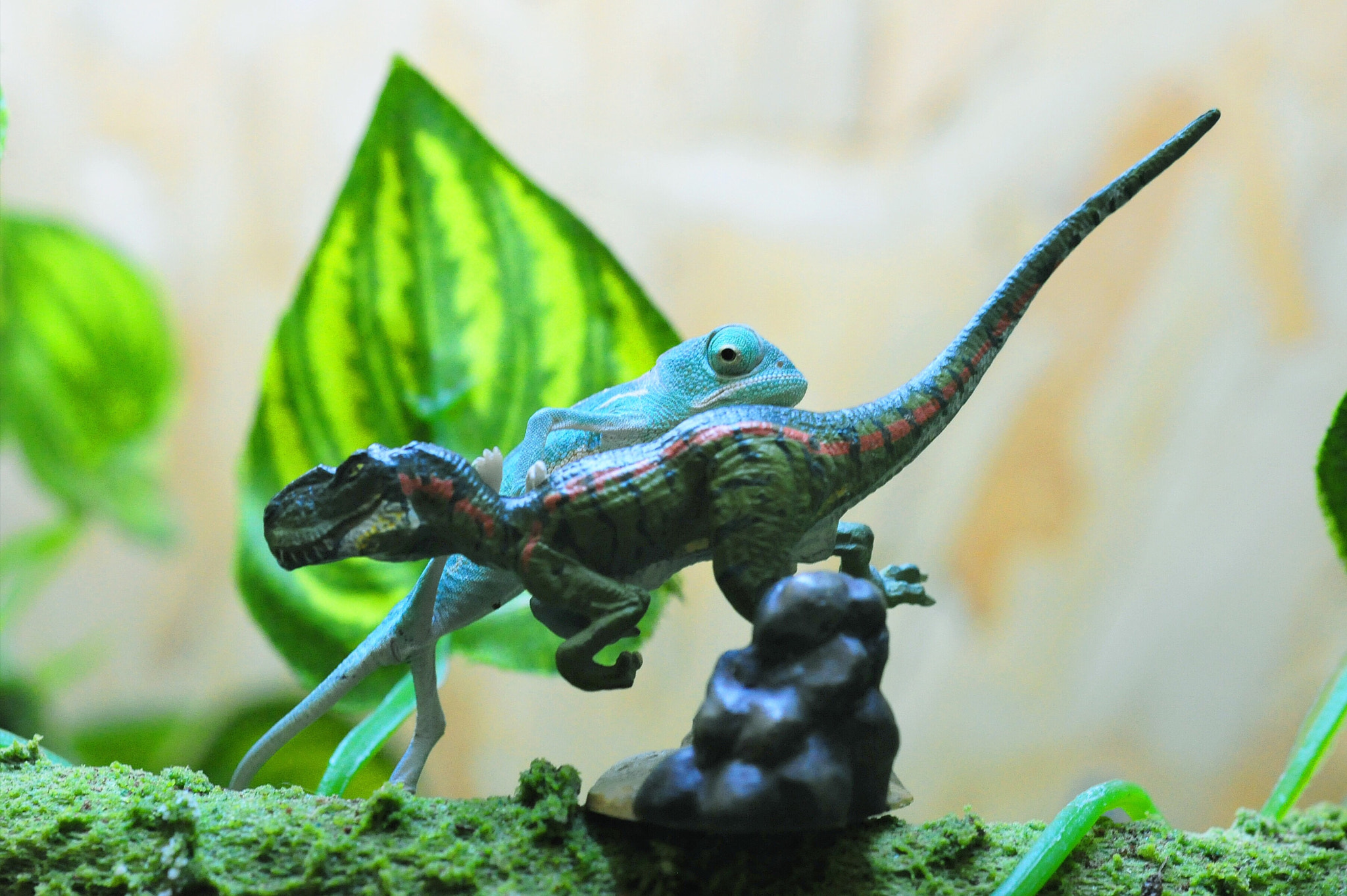 Nikon AF Micro-Nikkor 60mm F2.8D sample photo. Little  chameleon photography