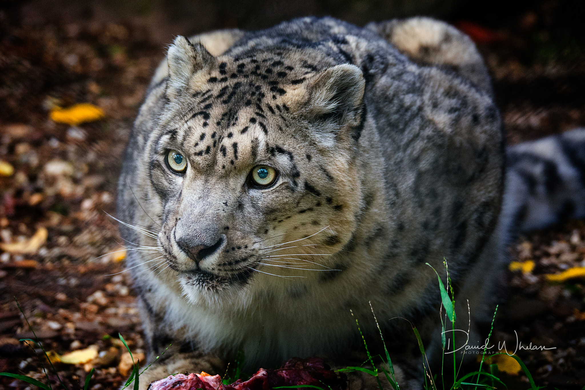 Sigma 150-600mm F5-6.3 DG OS HSM | S sample photo. Leon photography