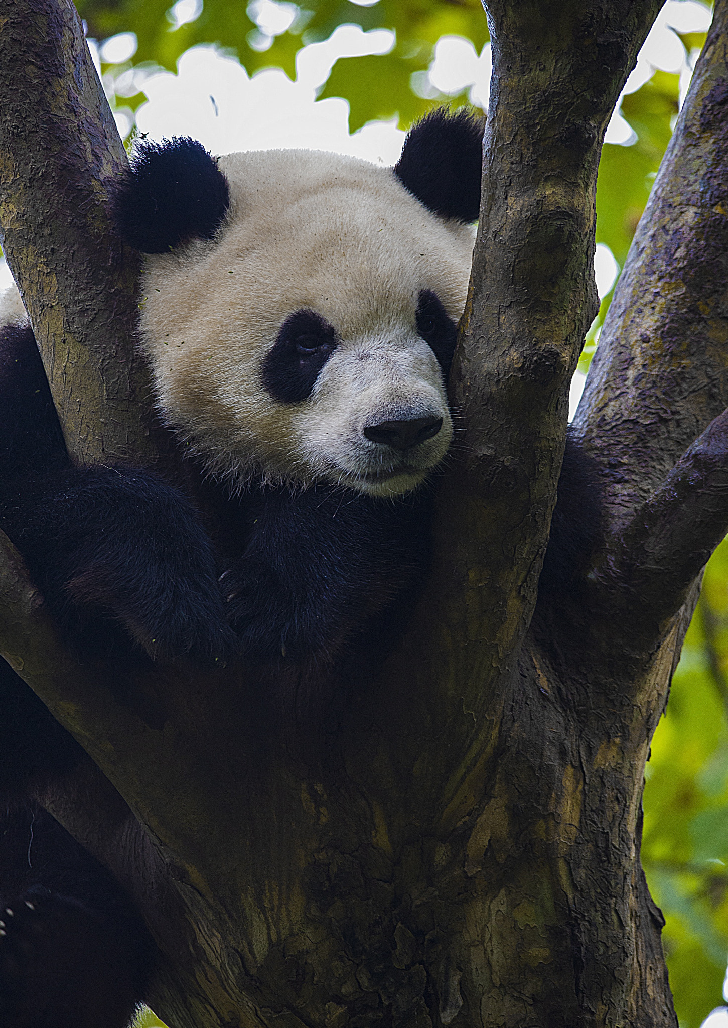 Sigma 150-500mm F5-6.3 DG OS HSM sample photo. Giant panda photography