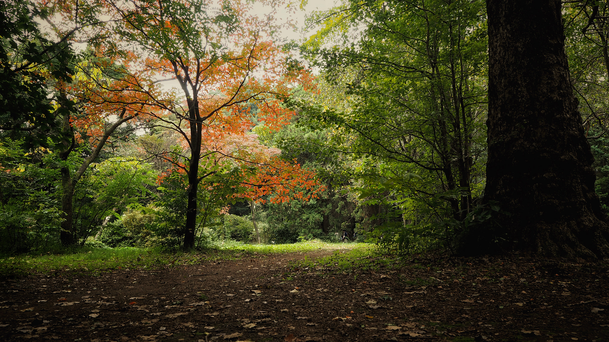 Olympus M.Zuiko Digital ED 14-42mm F3.5-5.6 EZ sample photo. Autumn leaves have begun from dogwoods photography