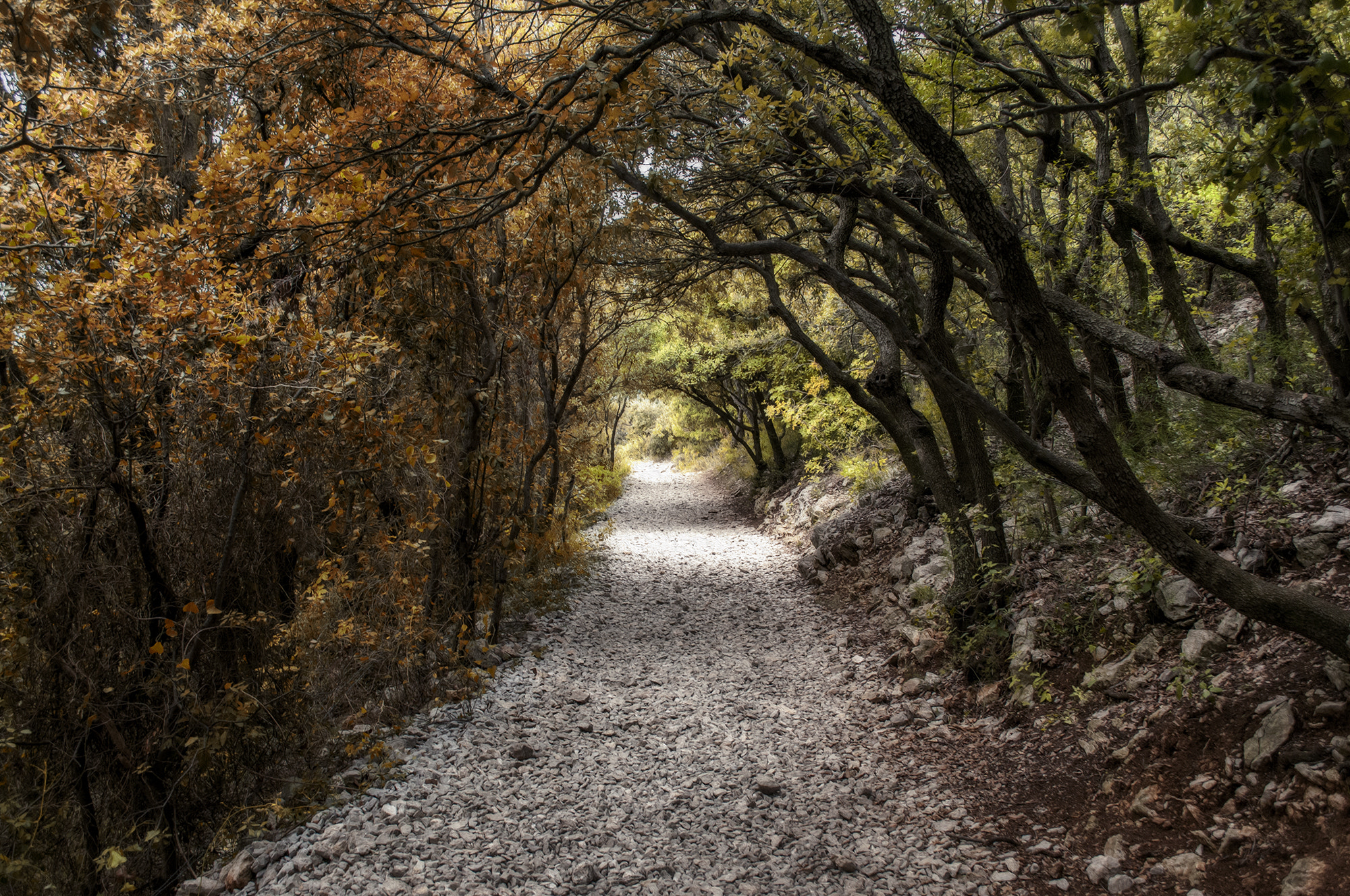 Nikon D300 sample photo. Couleurs automnales au pic saint-loup photography