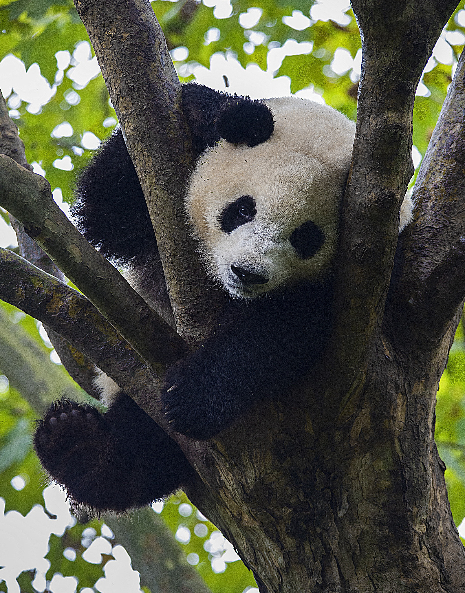 Sigma 150-500mm F5-6.3 DG OS HSM sample photo. Giant panda photography