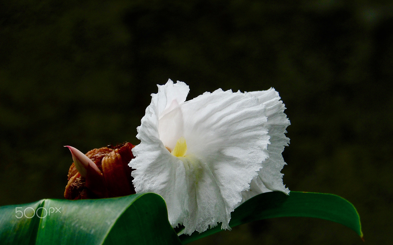 Ricoh PENTAX XG-1 sample photo. White "the pure" photography