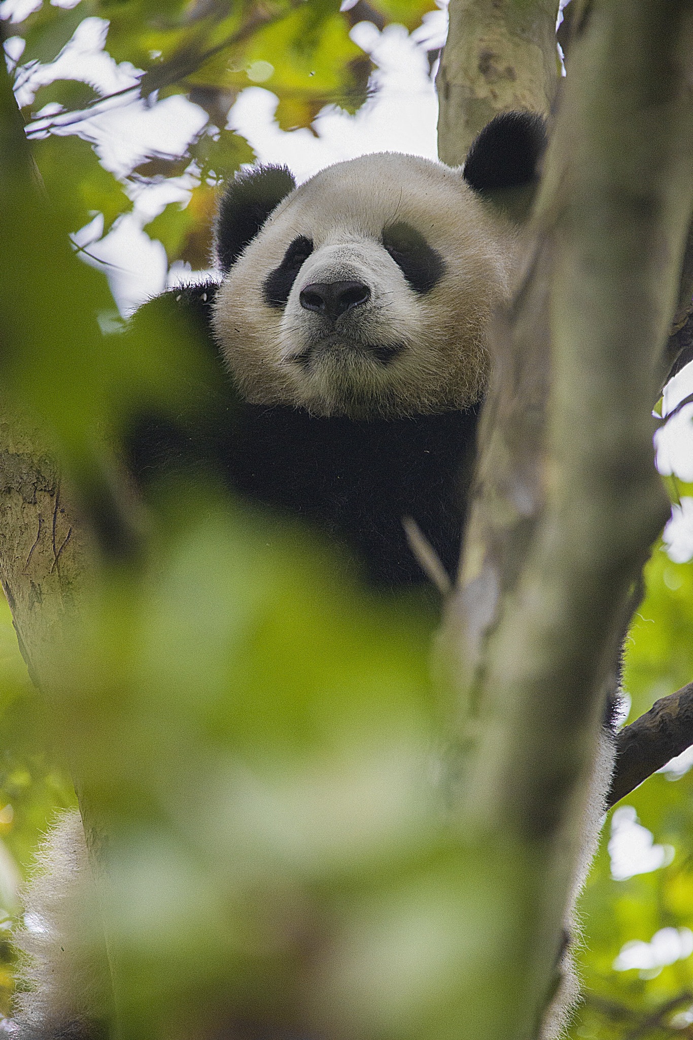 Sigma 150-500mm F5-6.3 DG OS HSM sample photo. Giant panda photography