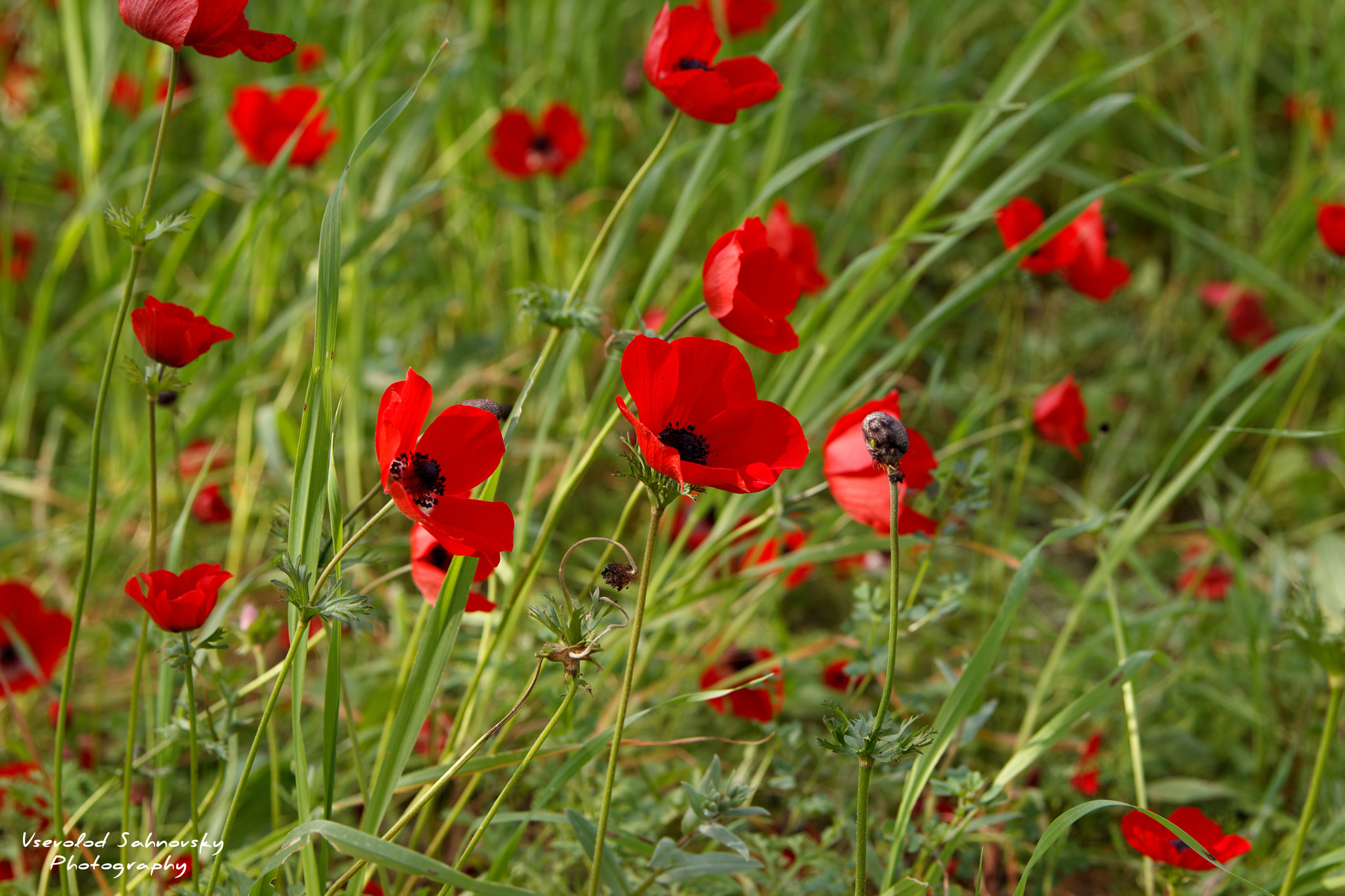 Canon EOS 600D (Rebel EOS T3i / EOS Kiss X5) sample photo. цветы photography
