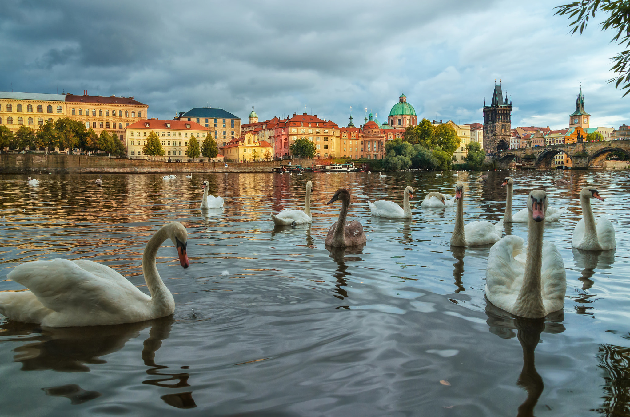 Sigma 28-300mm F3.5-6.3 DG Macro sample photo. Swans on vltava river in prague, czech republic. charles bridge photography