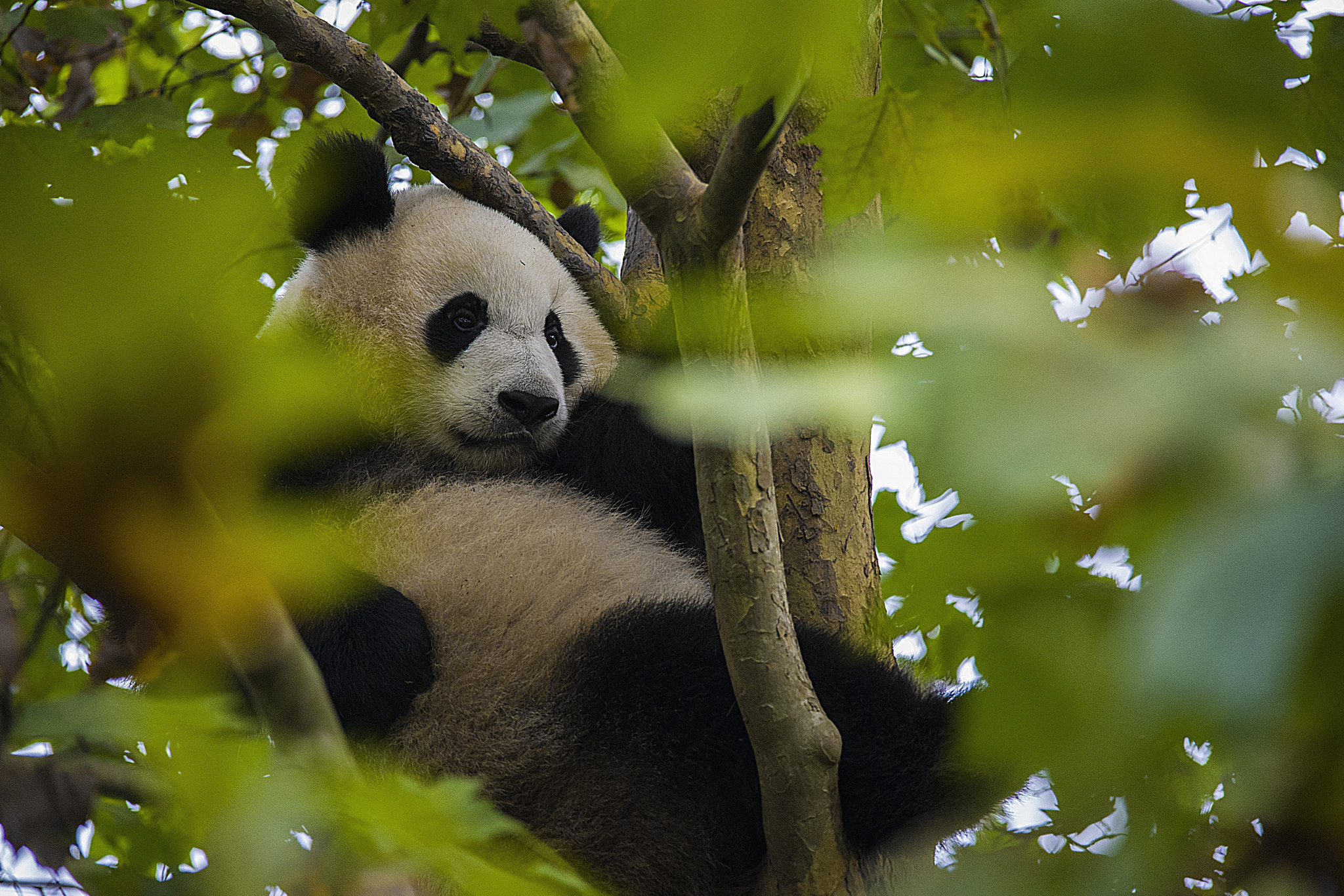 Sigma 150-500mm F5-6.3 DG OS HSM sample photo. Giant panda photography